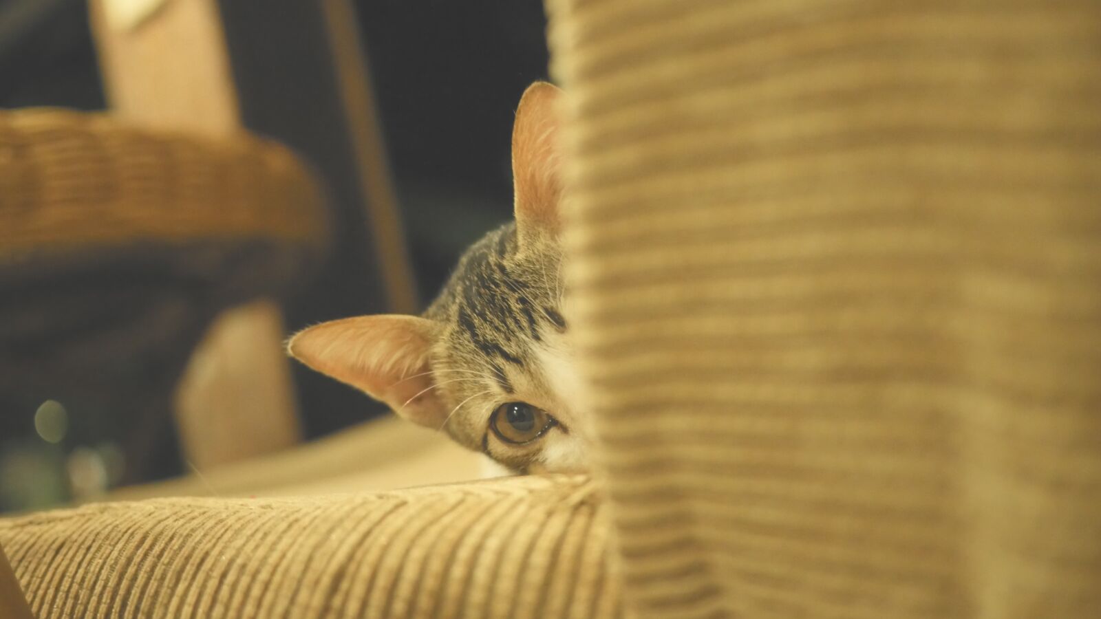 Panasonic Lumix DMC-GH4 sample photo. Cat, kitten, cute photography