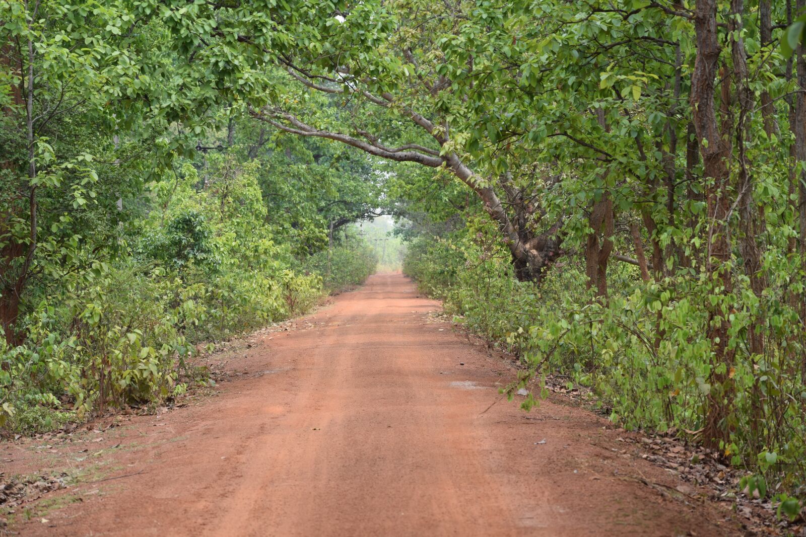 Nikon D5300 sample photo. Jungle, bengal, nature photography