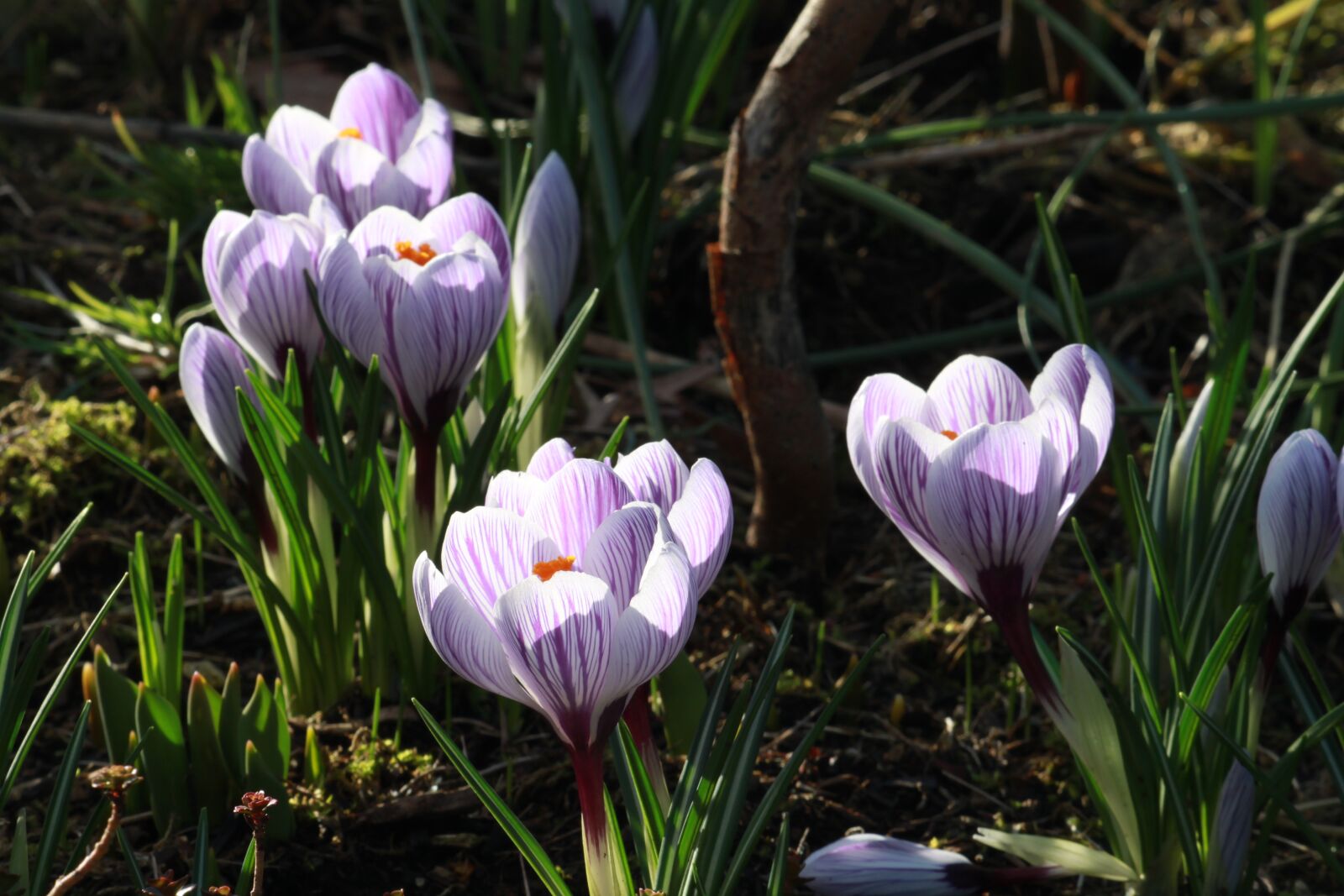 Canon EOS 500D (EOS Rebel T1i / EOS Kiss X3) sample photo. Crocus in bloom, flower photography