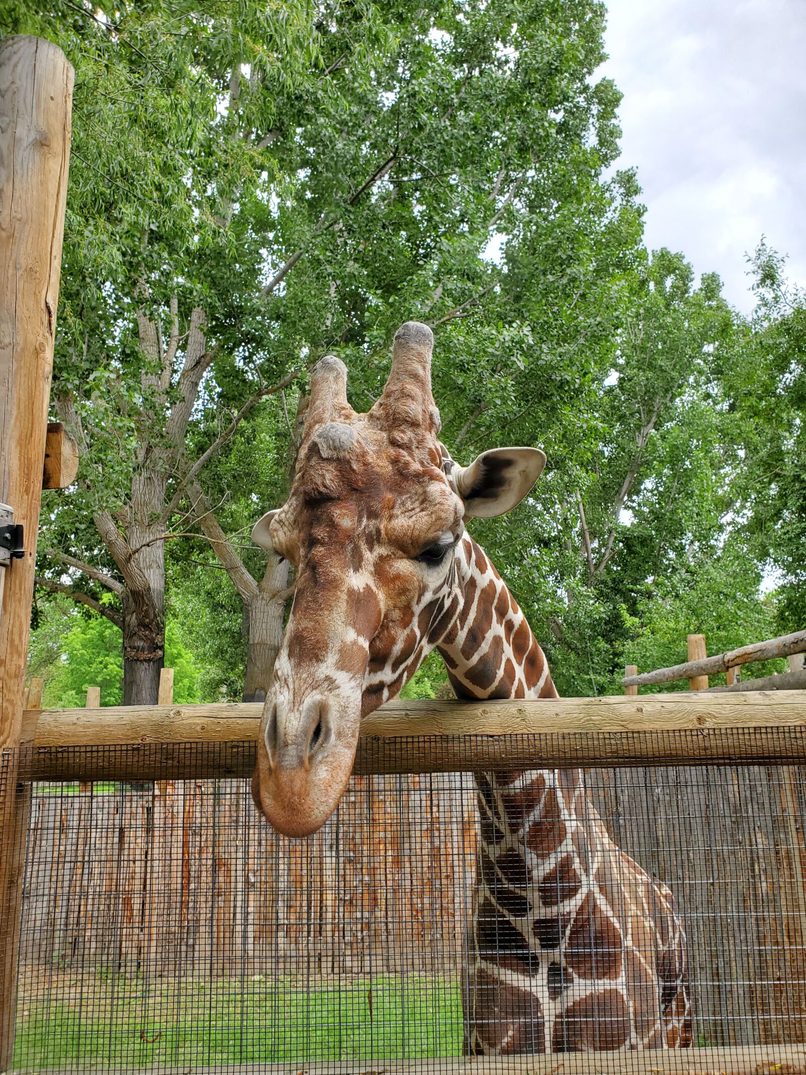 Samsung Galaxy S10e sample photo. Giraffe, animals, zoo photography
