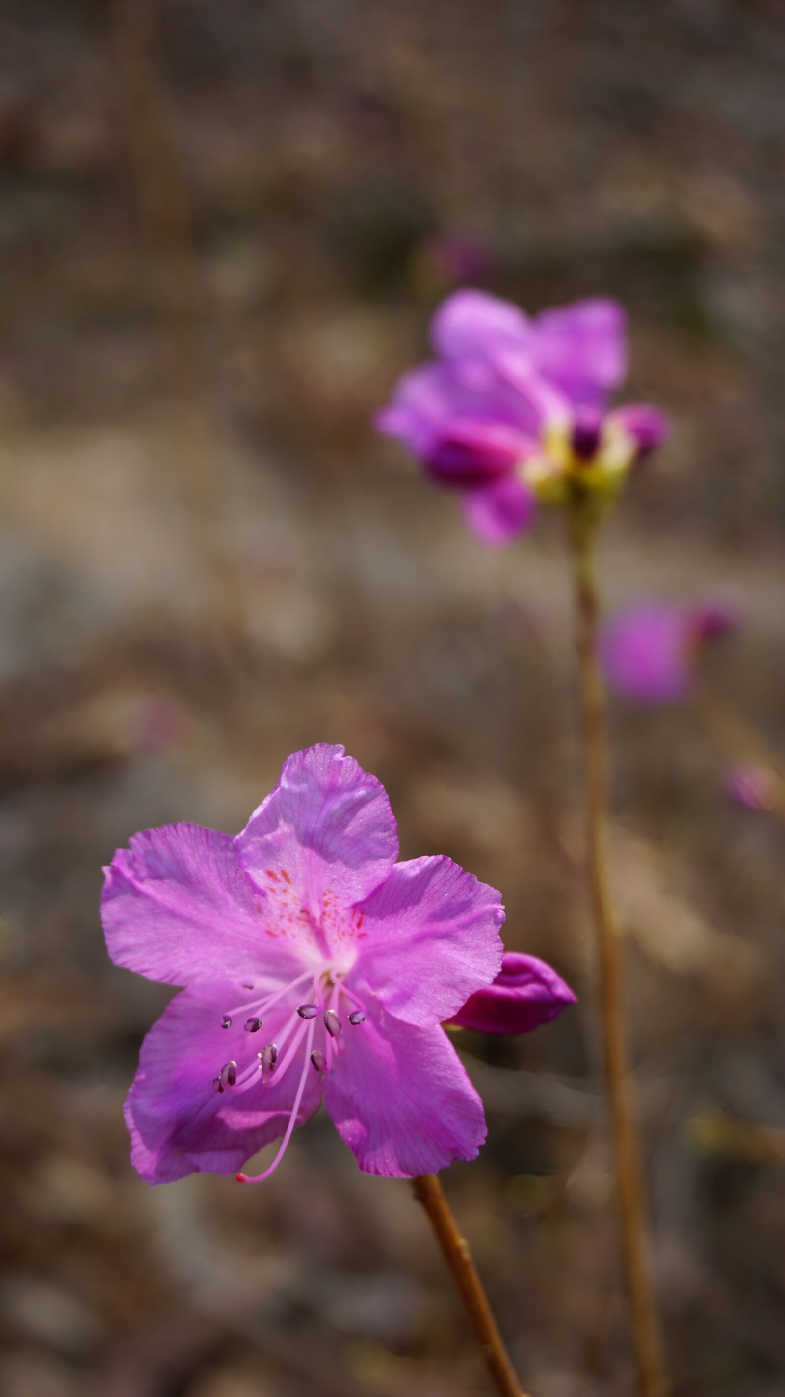 Sony a6000 sample photo. Azalea, spring, pink flower photography