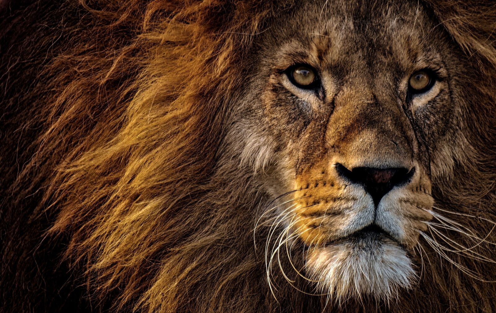 Nikon D7200 sample photo. Lion, predator, dangerous photography