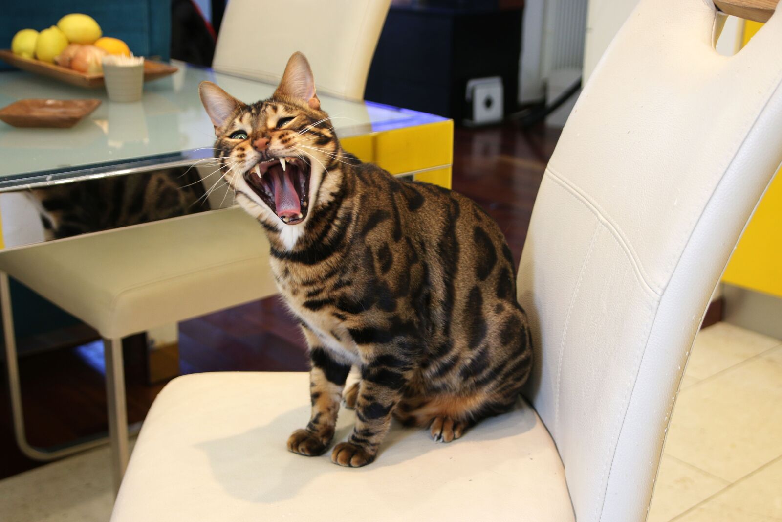 Canon EOS 70D sample photo. Bengal cat, wild cat photography