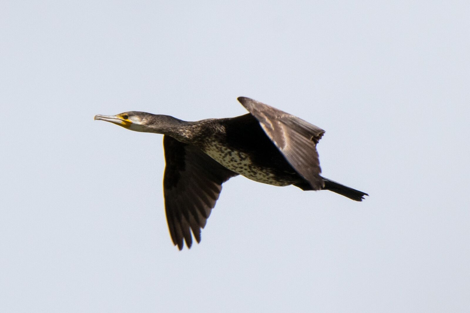 Nikon D5300 sample photo. Birds, wild life, nature photography