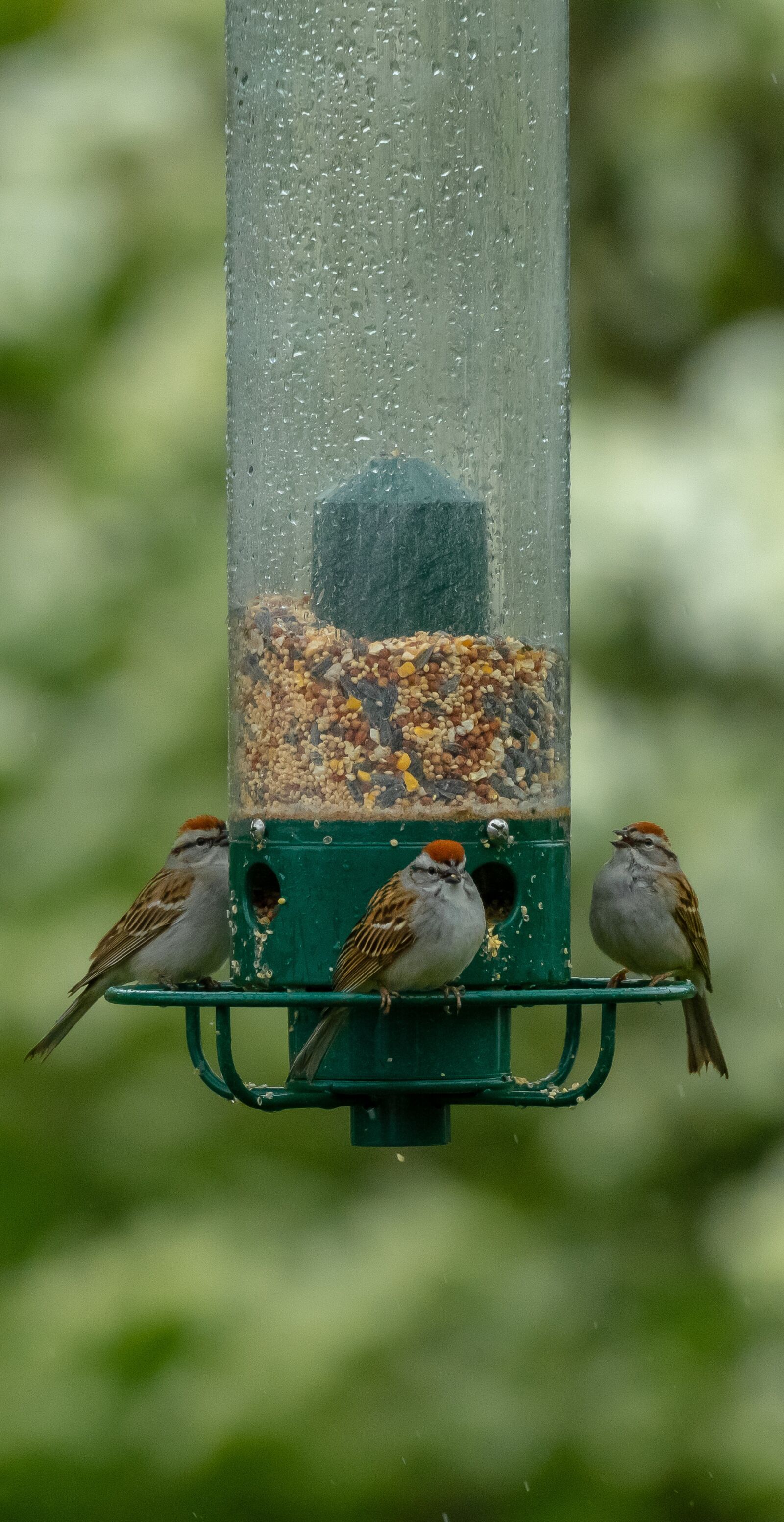 Nikon D500 sample photo. Birds, feeder, bird feeder photography