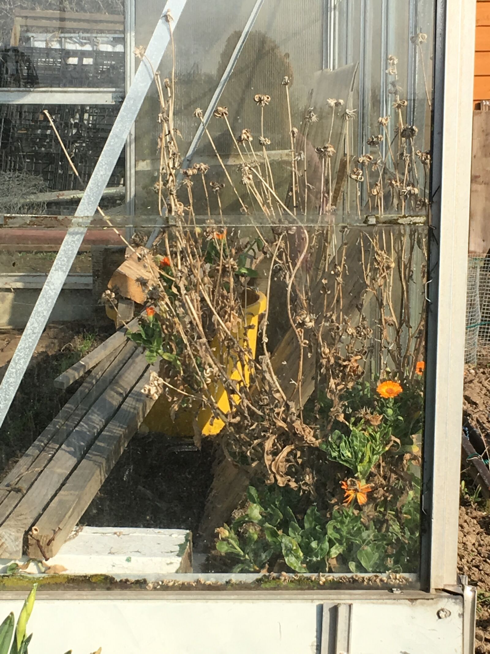 iPhone SE back camera 4.15mm f/2.2 sample photo. Essex, greenhouse, allotment photography