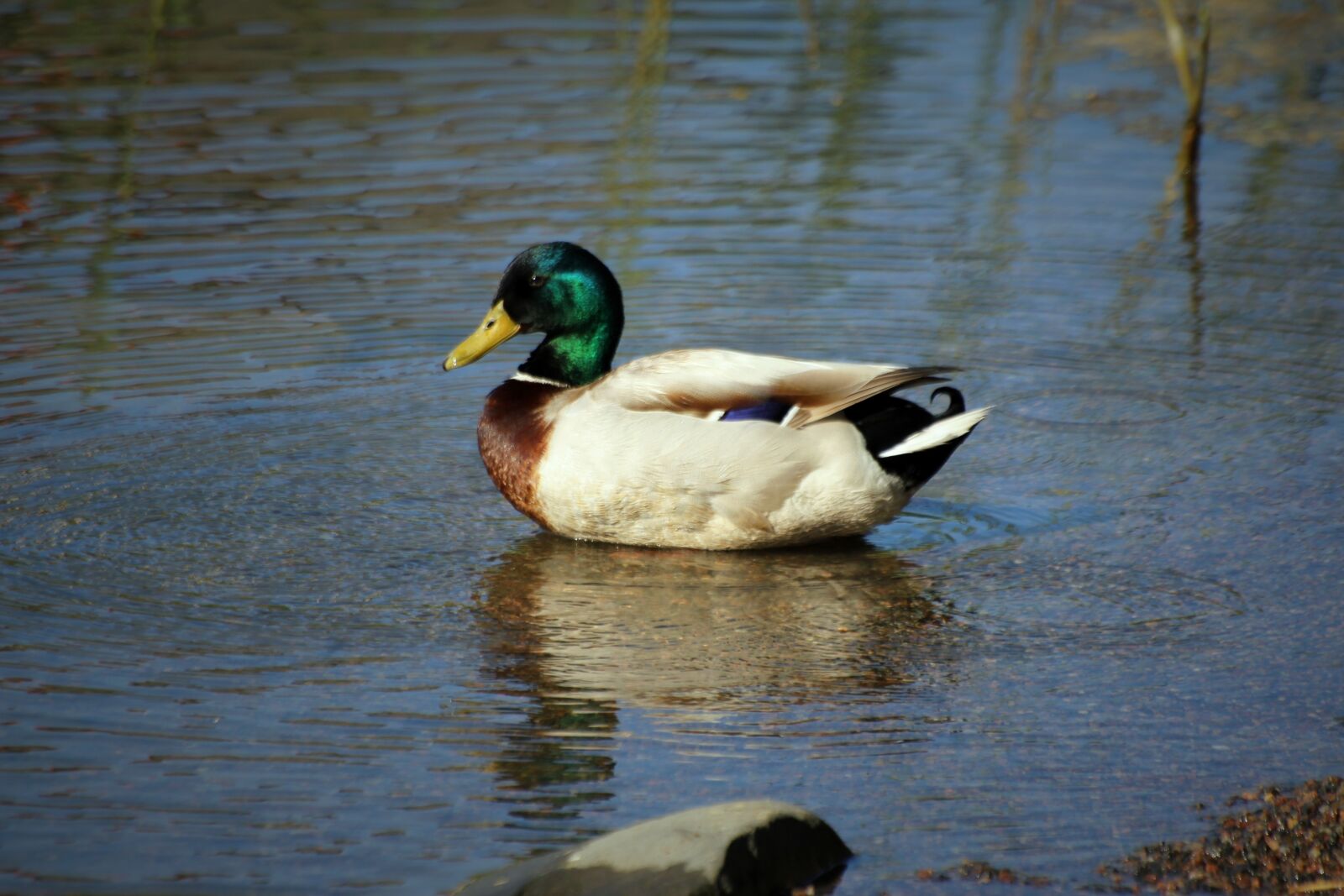 Canon EOS 550D (EOS Rebel T2i / EOS Kiss X4) sample photo. Duck, bird, animal photography