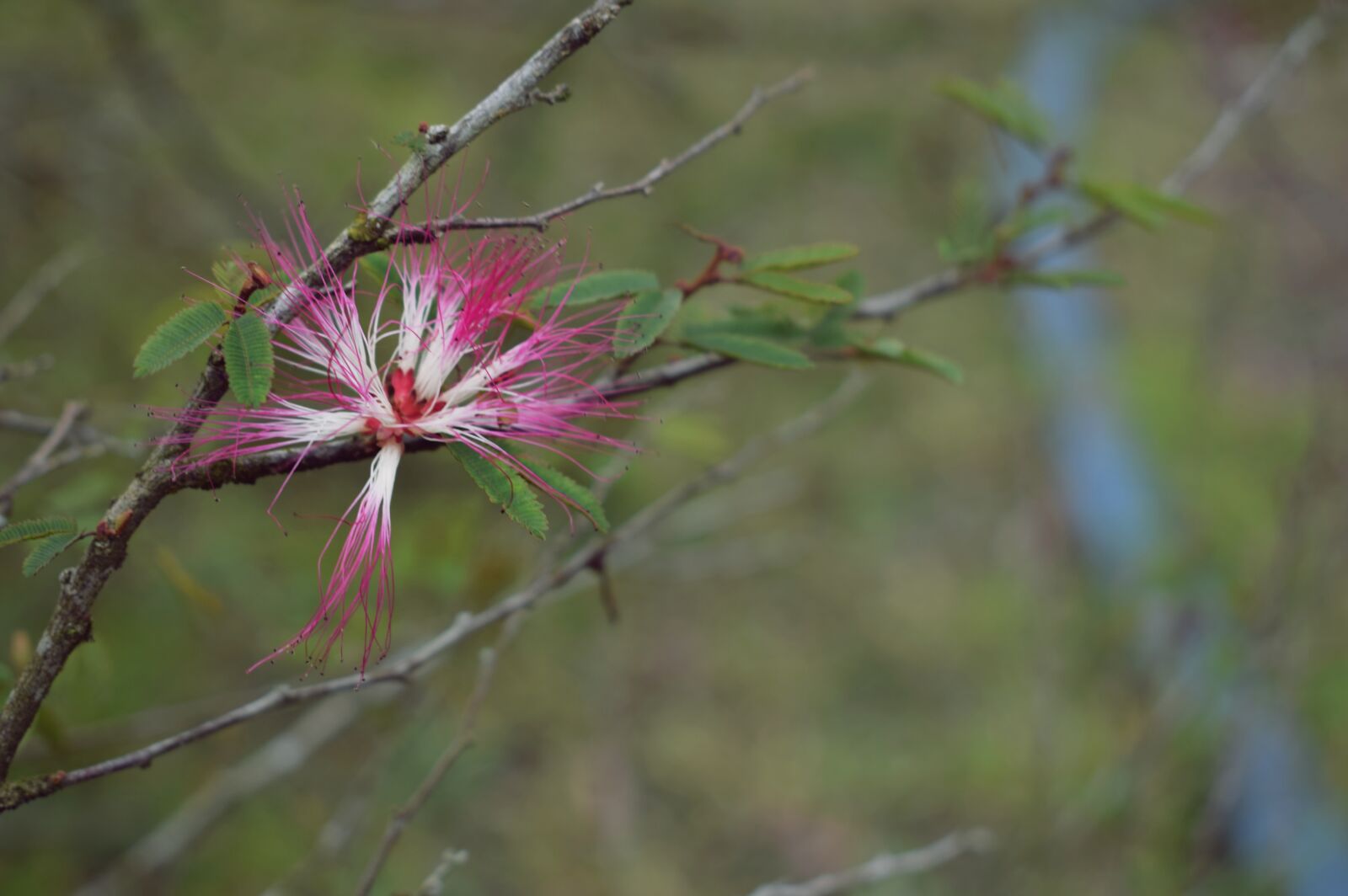 Nikon D5300 sample photo. Flower, plant, forest photography