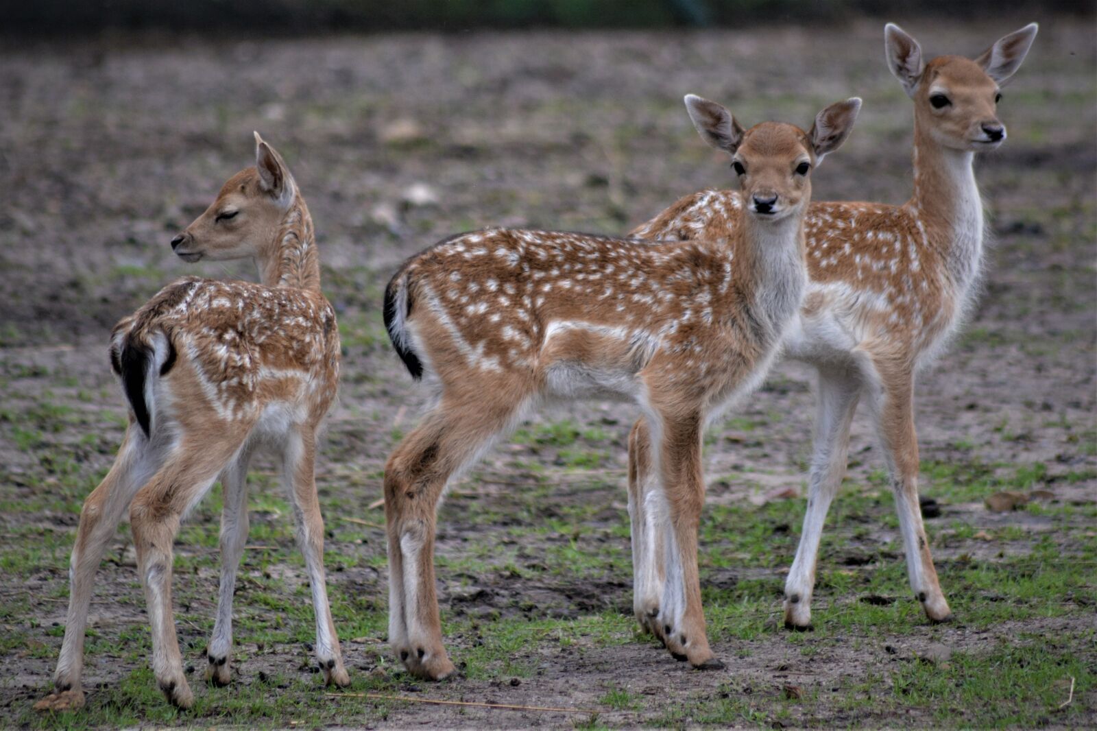Nikon D5200 sample photo. Roe deer, deer, fawn photography