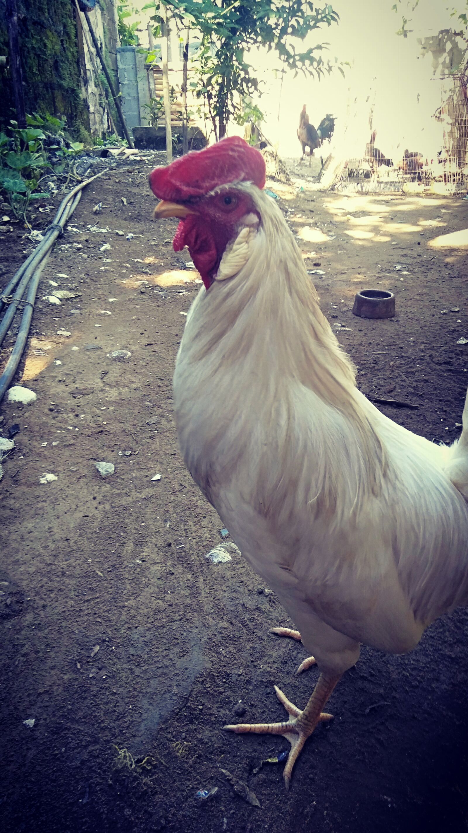OPPO CPH1801 sample photo. Rooster, chicken, animal photography