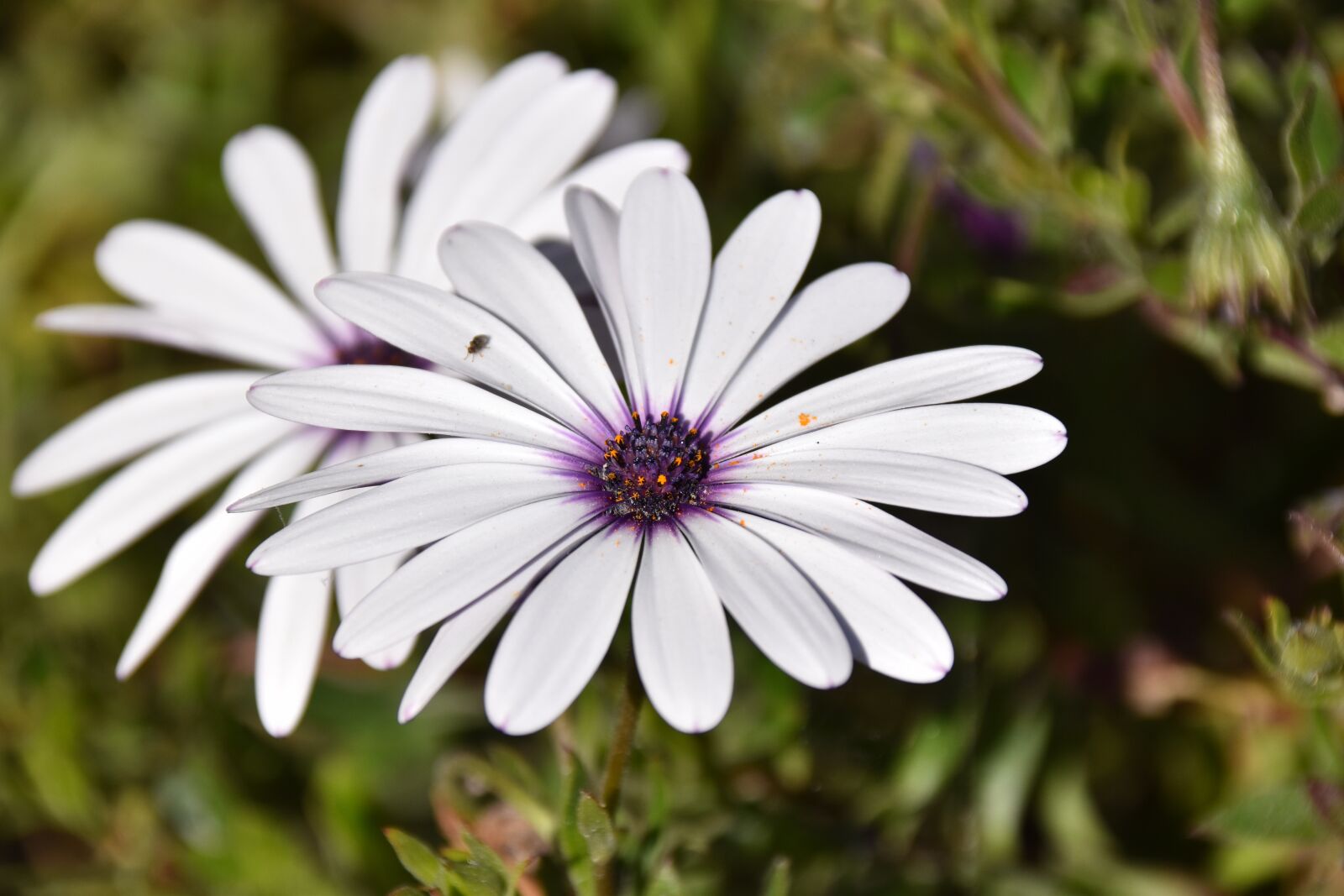 Nikon D5600 sample photo. Flower, white flower, petals photography