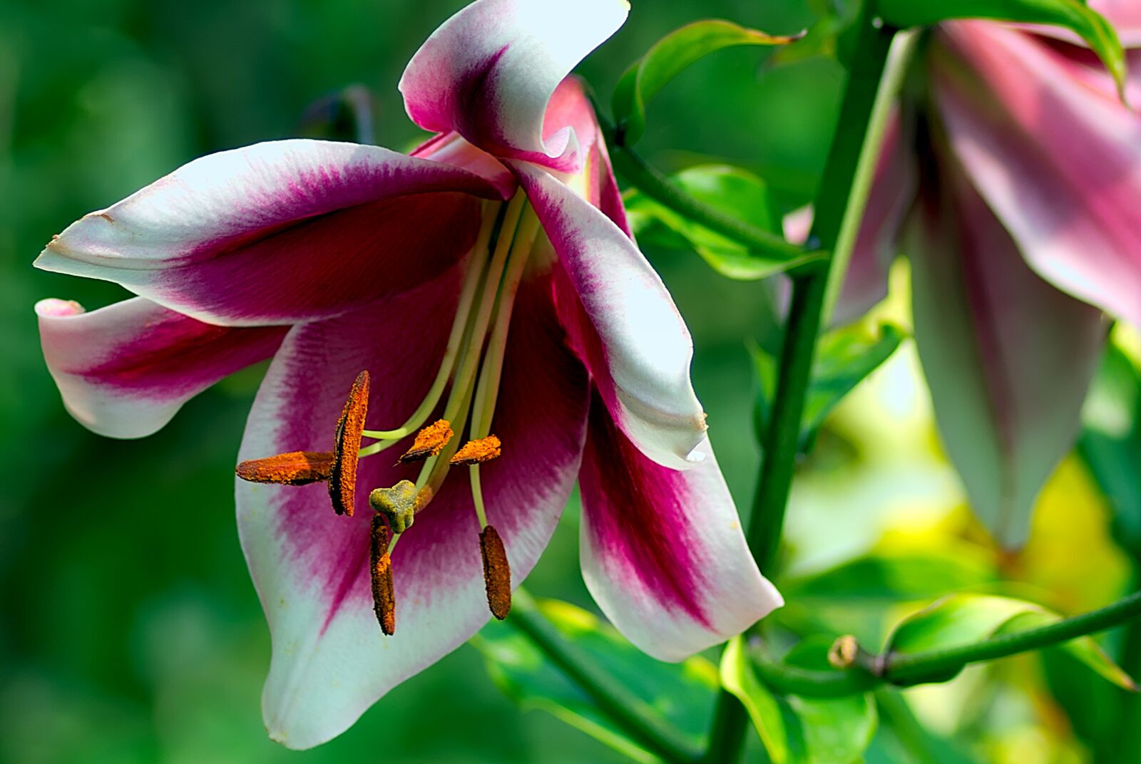 Nikon D3300 sample photo. Lily, blossom, bloom photography