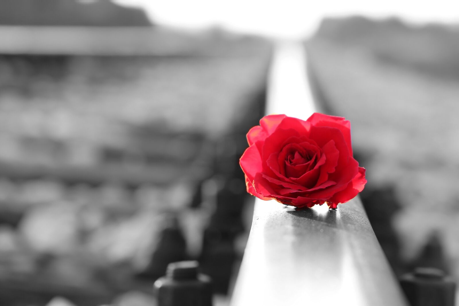 Canon EF 24-105mm F3.5-5.6 IS STM sample photo. Red rose on rail photography