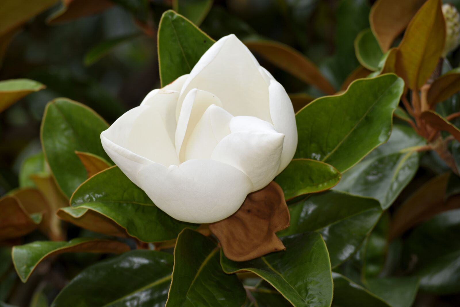 Nikon D3300 sample photo. Magnolia flower, blooming, magnolia photography