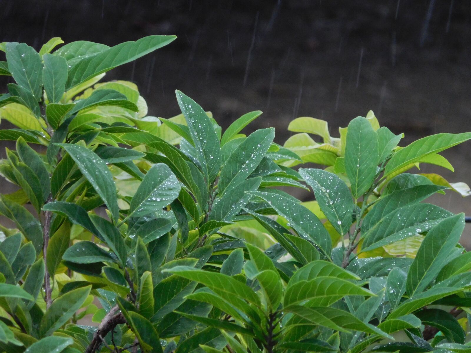 Nikon Coolpix S7000 sample photo. Nature, leaves, rain photography