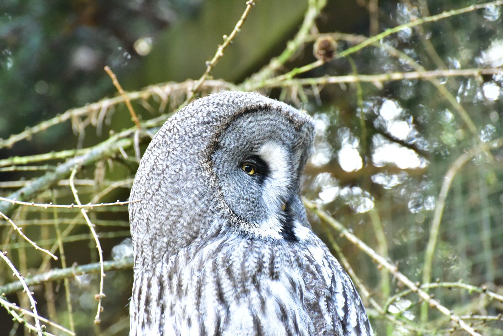 Nikon D750 sample photo. Owl, snowy owl, bird photography
