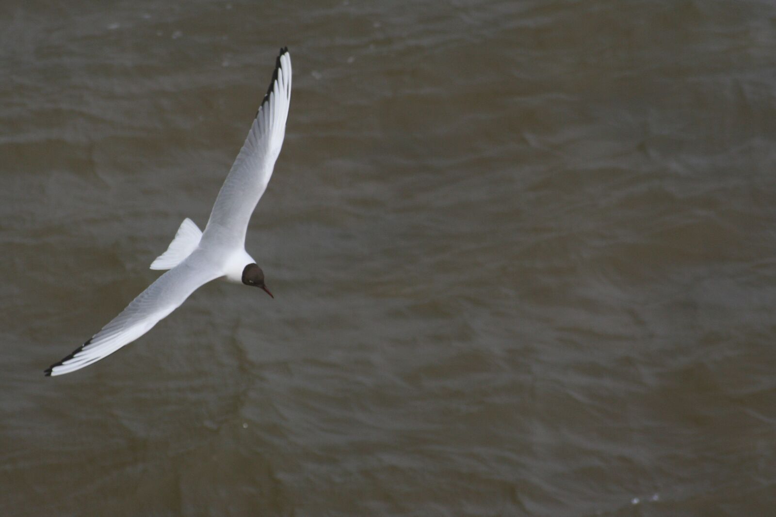 Canon EOS 350D (EOS Digital Rebel XT / EOS Kiss Digital N) sample photo. Seagull, gull, bird photography