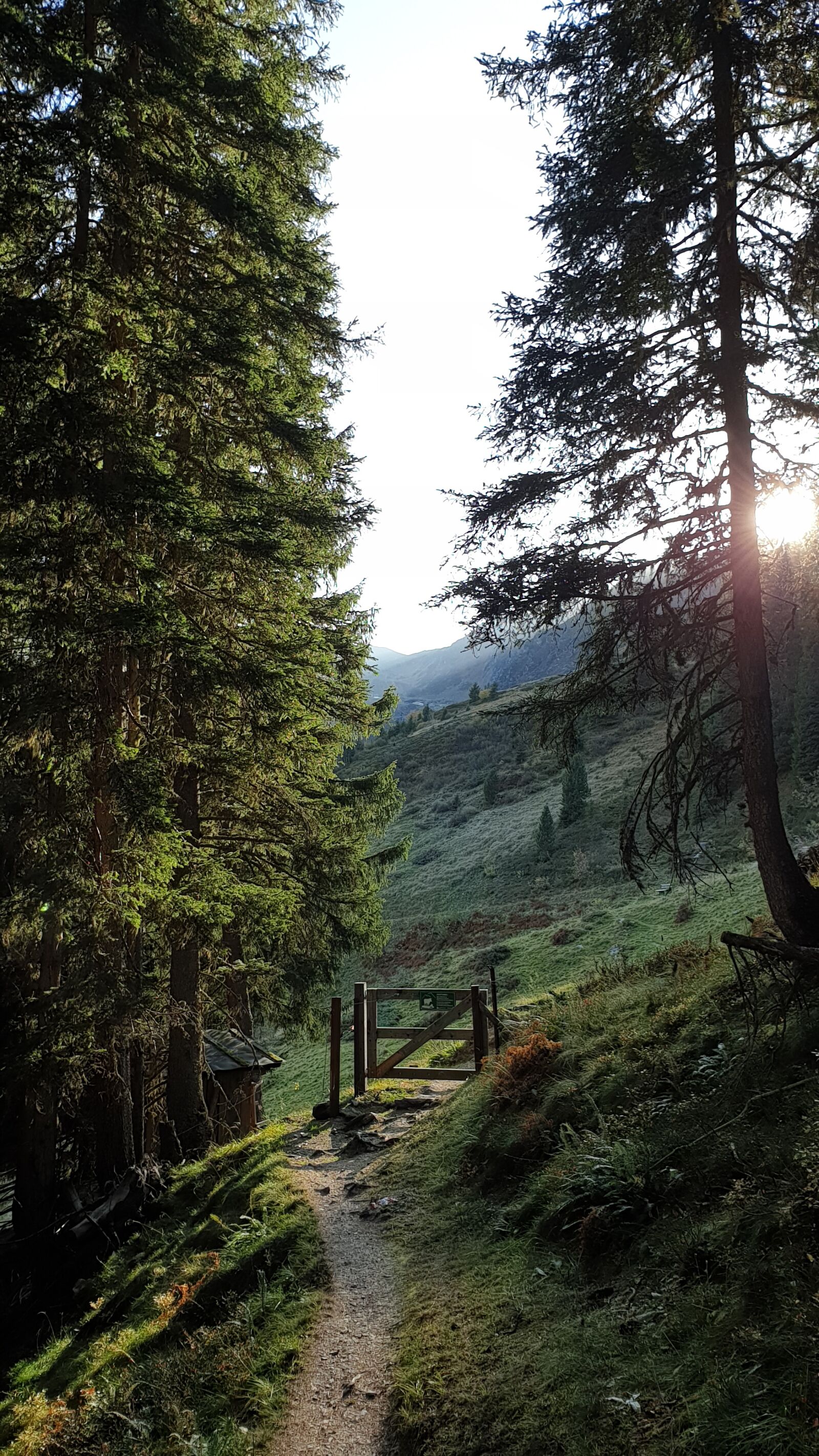 Samsung Galaxy S9+ sample photo. Nature, forest, mountains photography