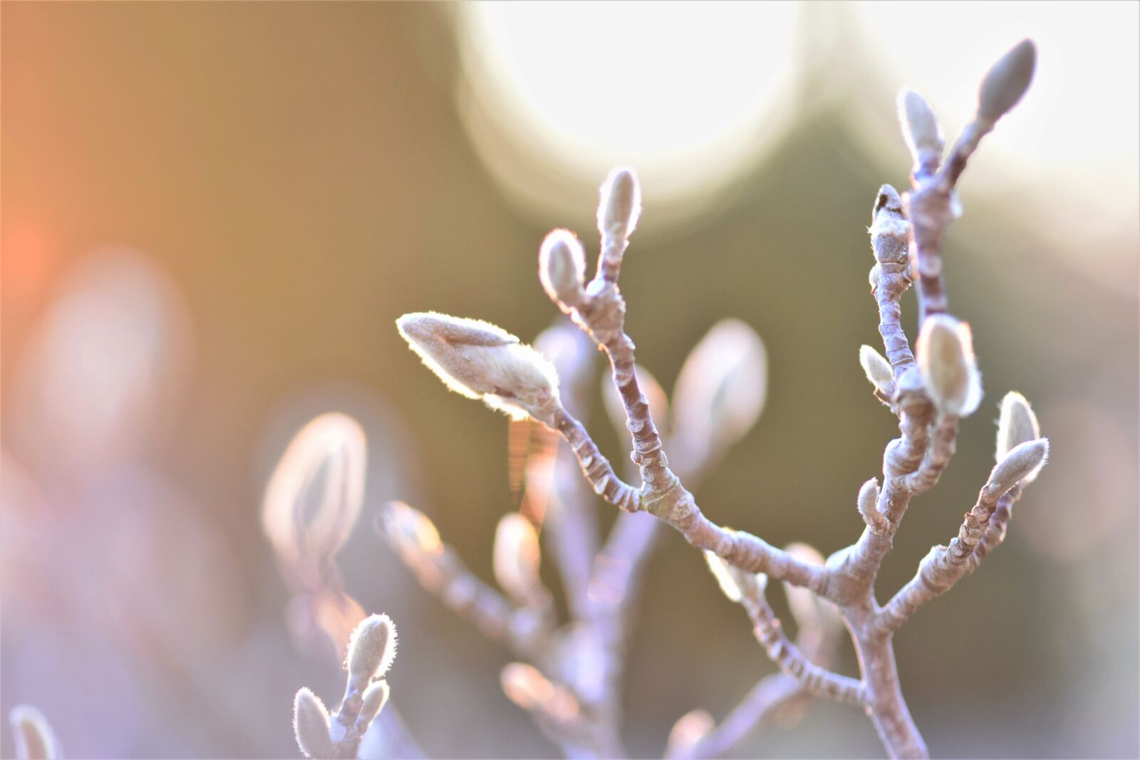 Nikon D5500 sample photo. Magnolia, blossom, bloom photography
