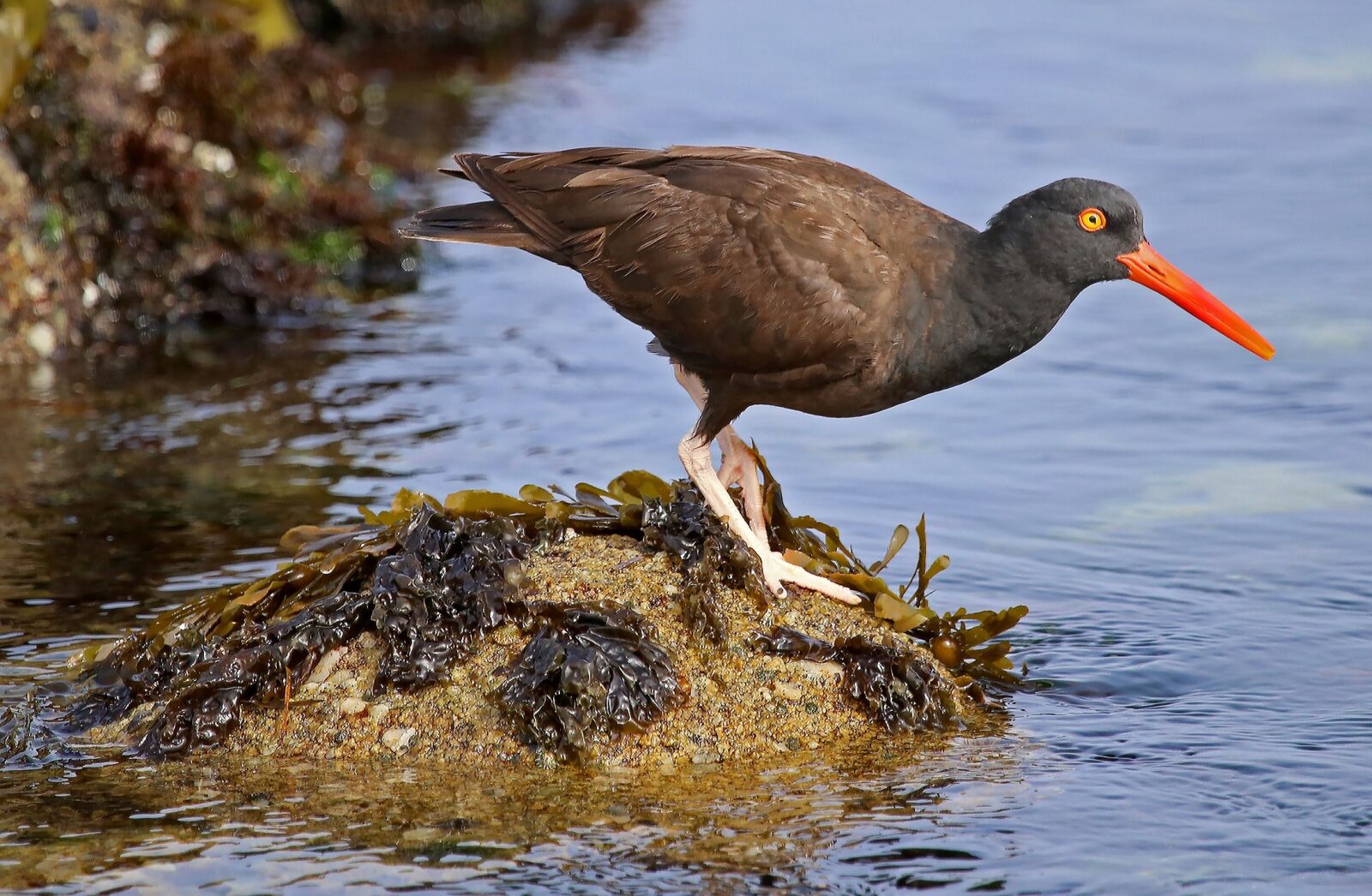 Canon EF 100-400mm F4.5-5.6L IS USM sample photo. Black oystercatcher, wildlife, nature photography