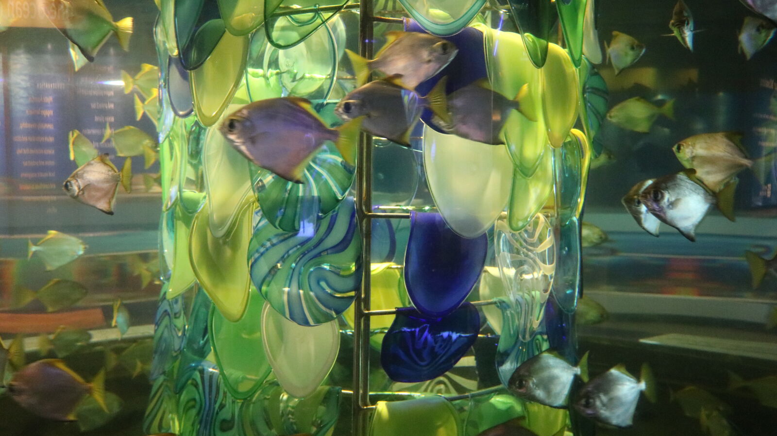 Canon EOS 750D (EOS Rebel T6i / EOS Kiss X8i) sample photo. Aquarium, fish, fish, tank photography