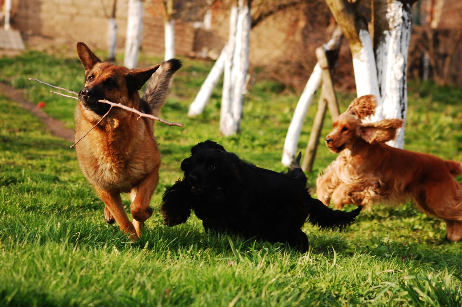 Nikon D40 sample photo. Dog, dogs, herd photography