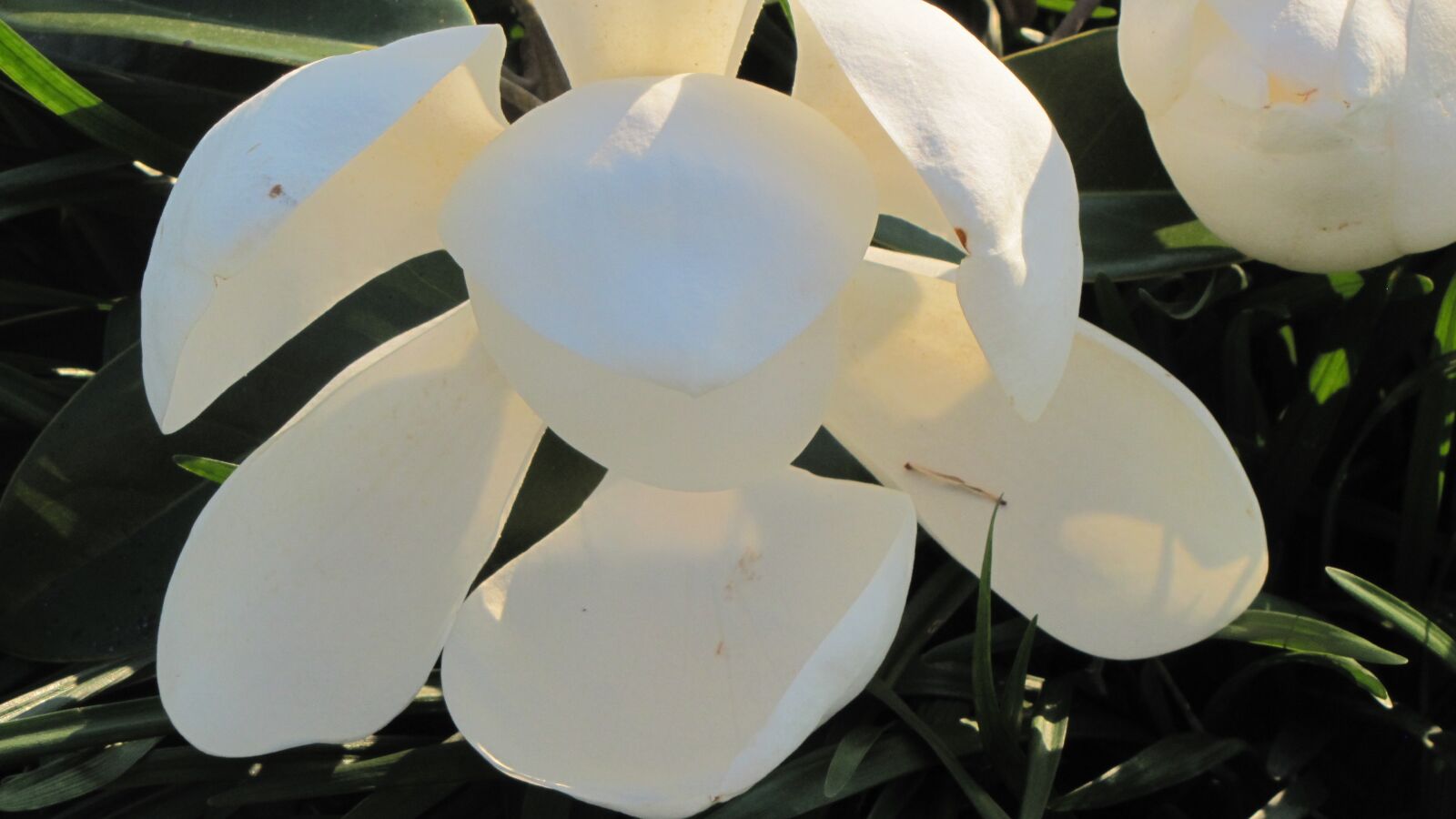 Canon PowerShot SX20 IS sample photo. Magnolia, floral, plant photography