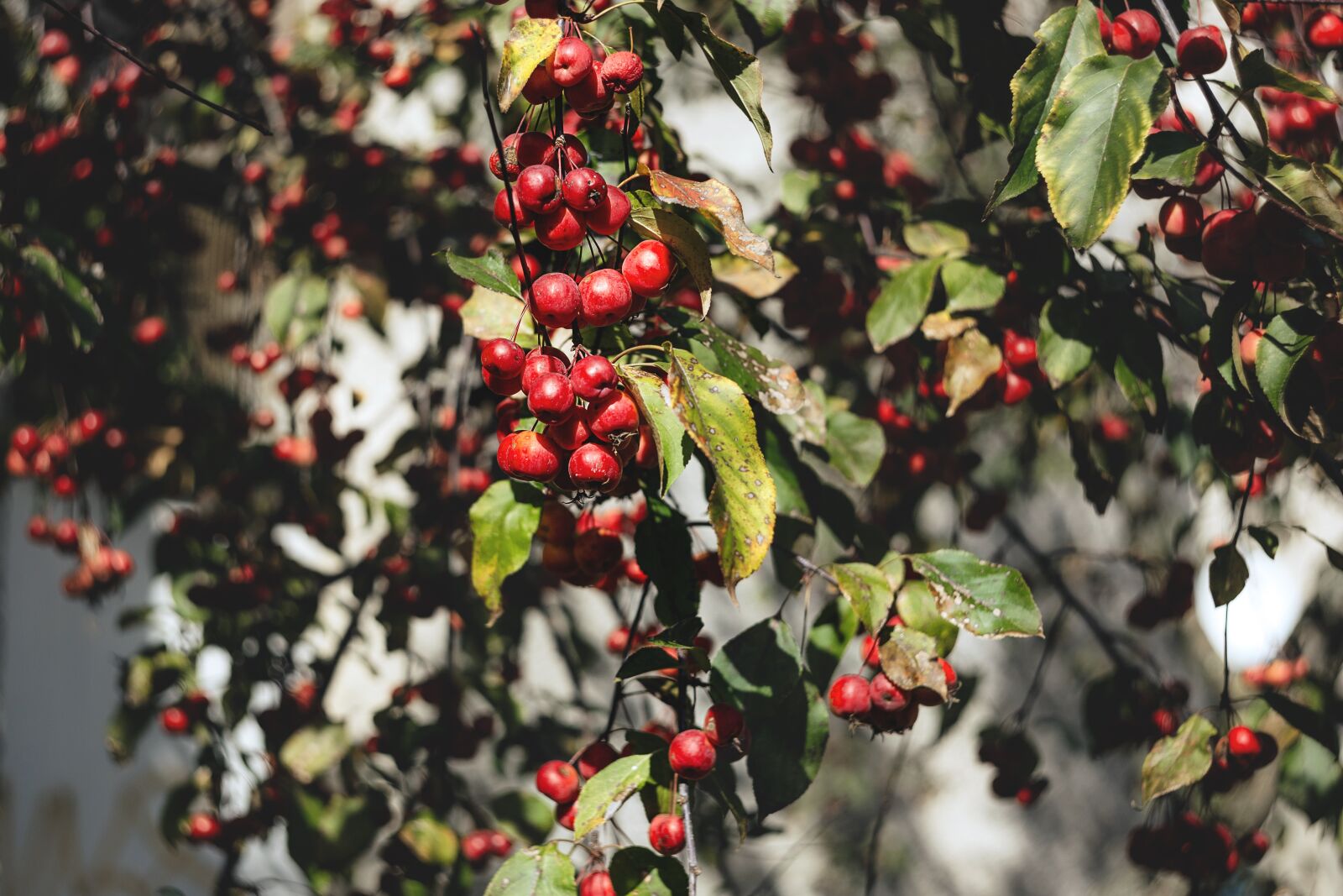 Canon EOS 6D sample photo. Nature, agriculture, apple photography