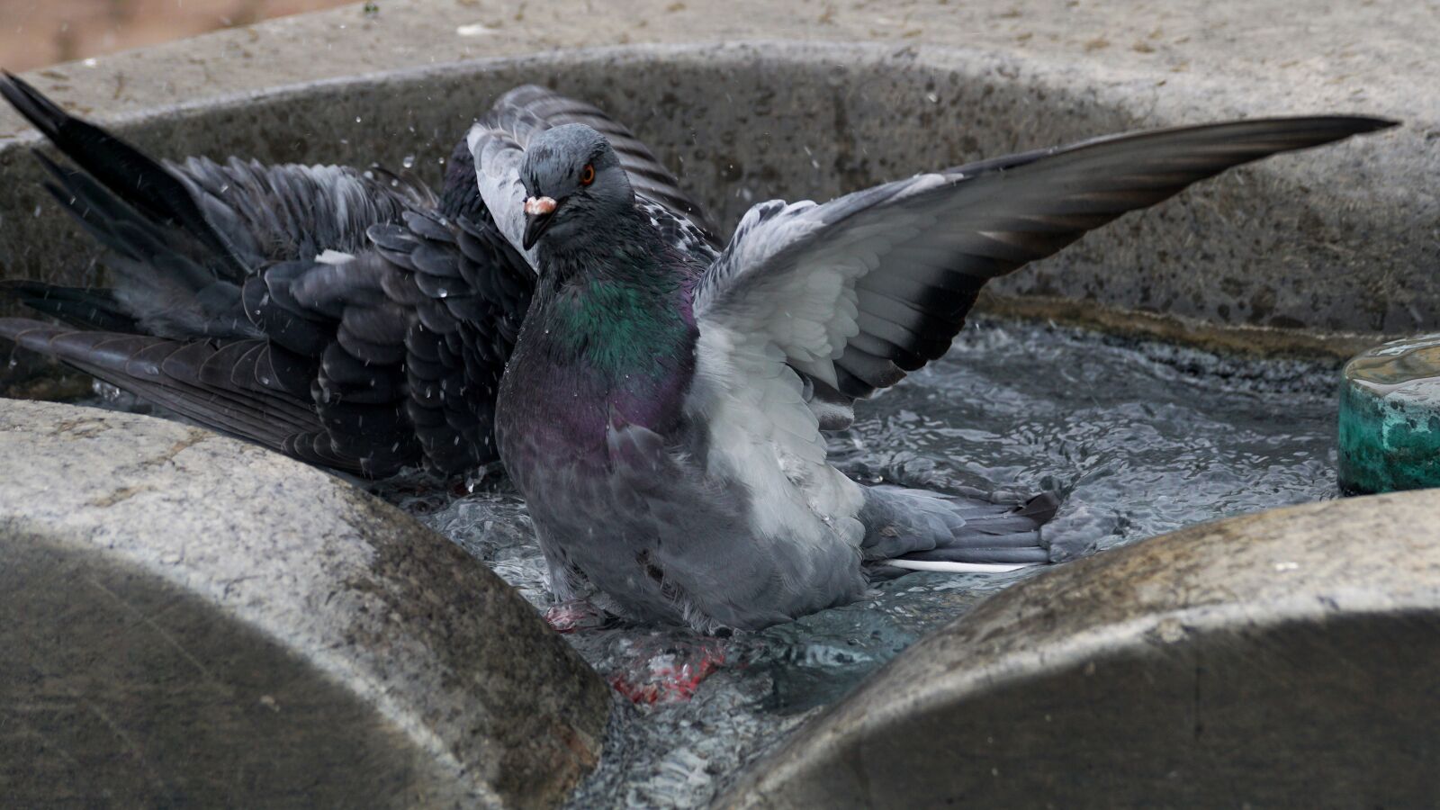 Sony DT 55-300mm F4.5-5.6 SAM sample photo. Dove, birds, animal photography