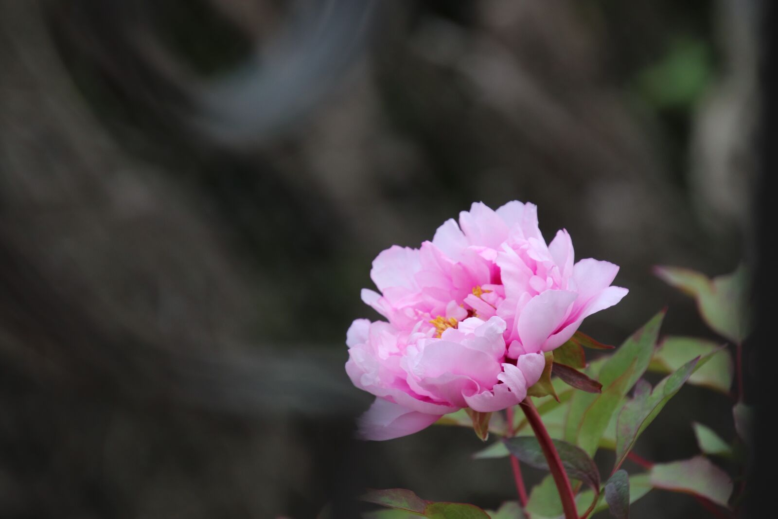 Canon EOS 800D (EOS Rebel T7i / EOS Kiss X9i) sample photo. Peony, flower, spring photography
