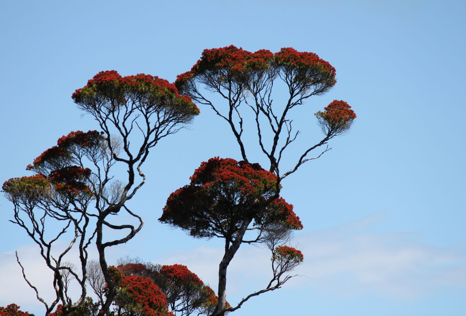Canon EOS 500D (EOS Rebel T1i / EOS Kiss X3) sample photo. Tree, nature, sky photography