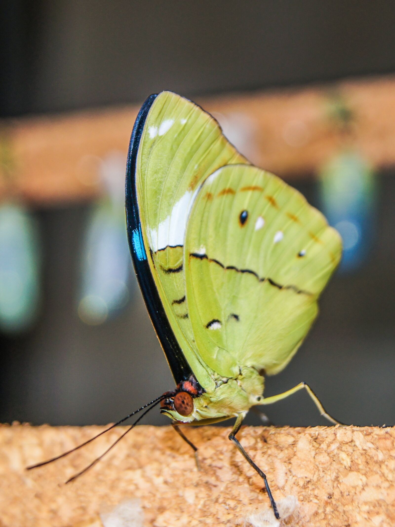Sony SLT-A55 (SLT-A55V) sample photo. Butterfly, wings, butterfly wings photography