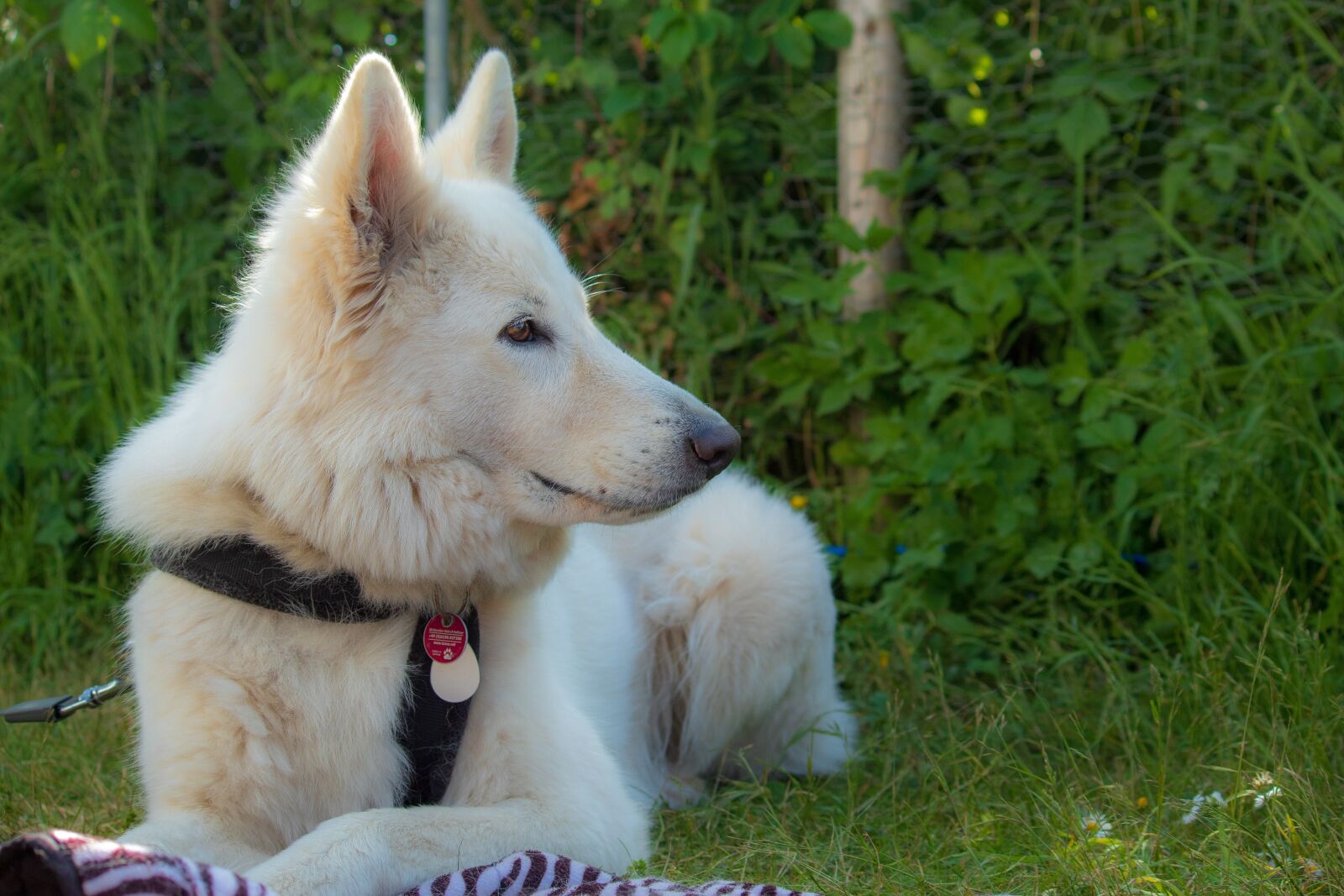 Canon EOS 1300D (EOS Rebel T6 / EOS Kiss X80) sample photo. Flake, white, dog photography