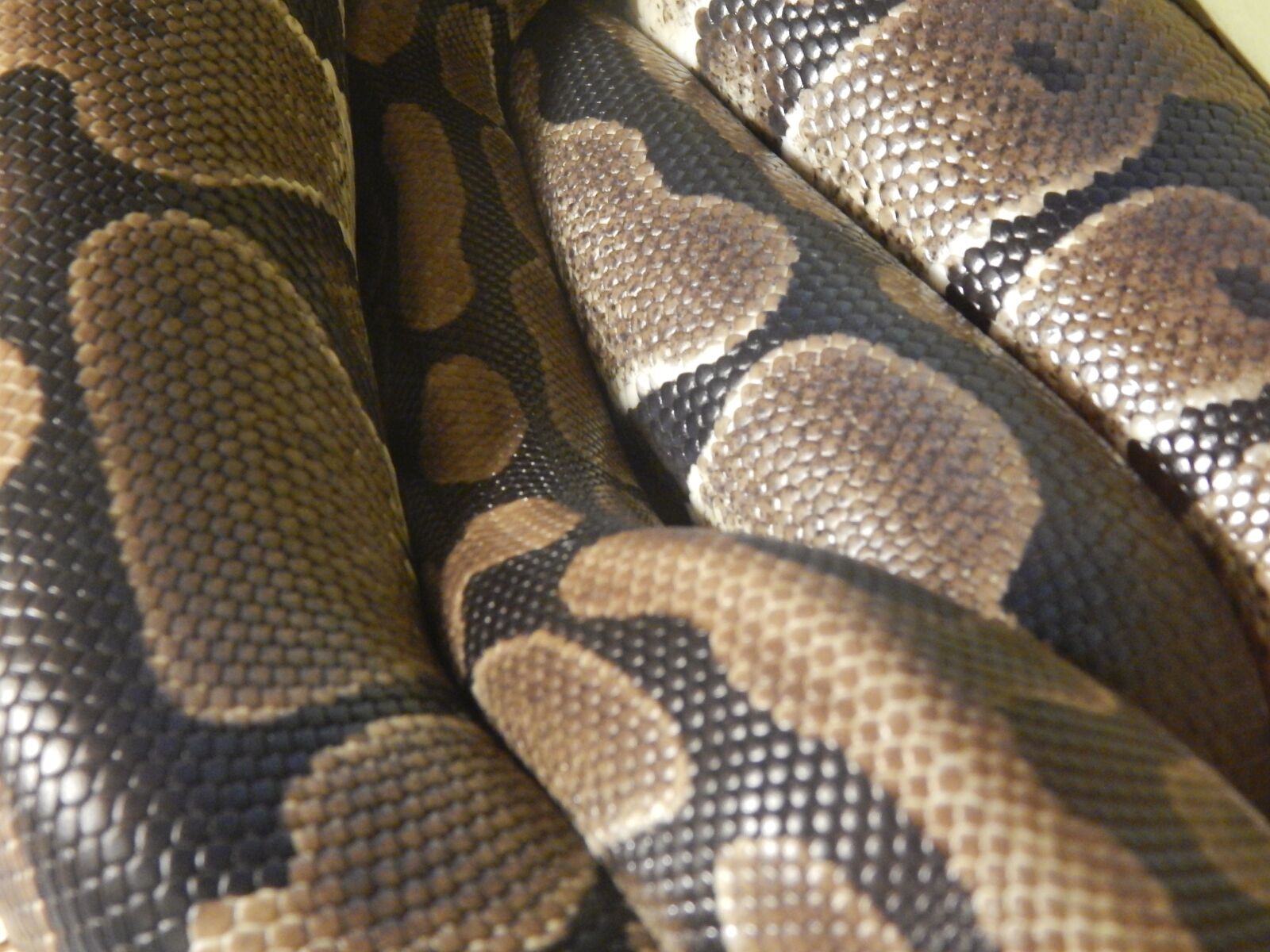Nikon Coolpix L820 sample photo. Snake, skin, scales photography
