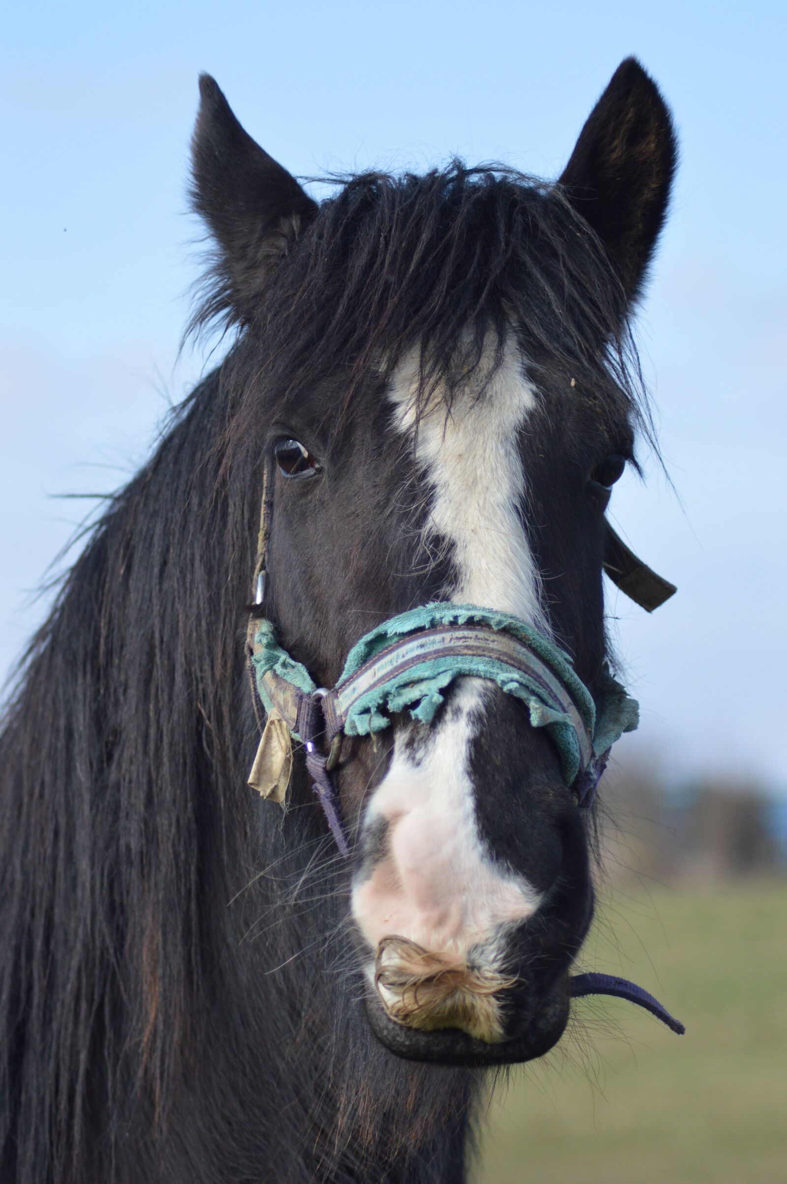 Nikon D3200 sample photo. Horse, portrait, moustache photography