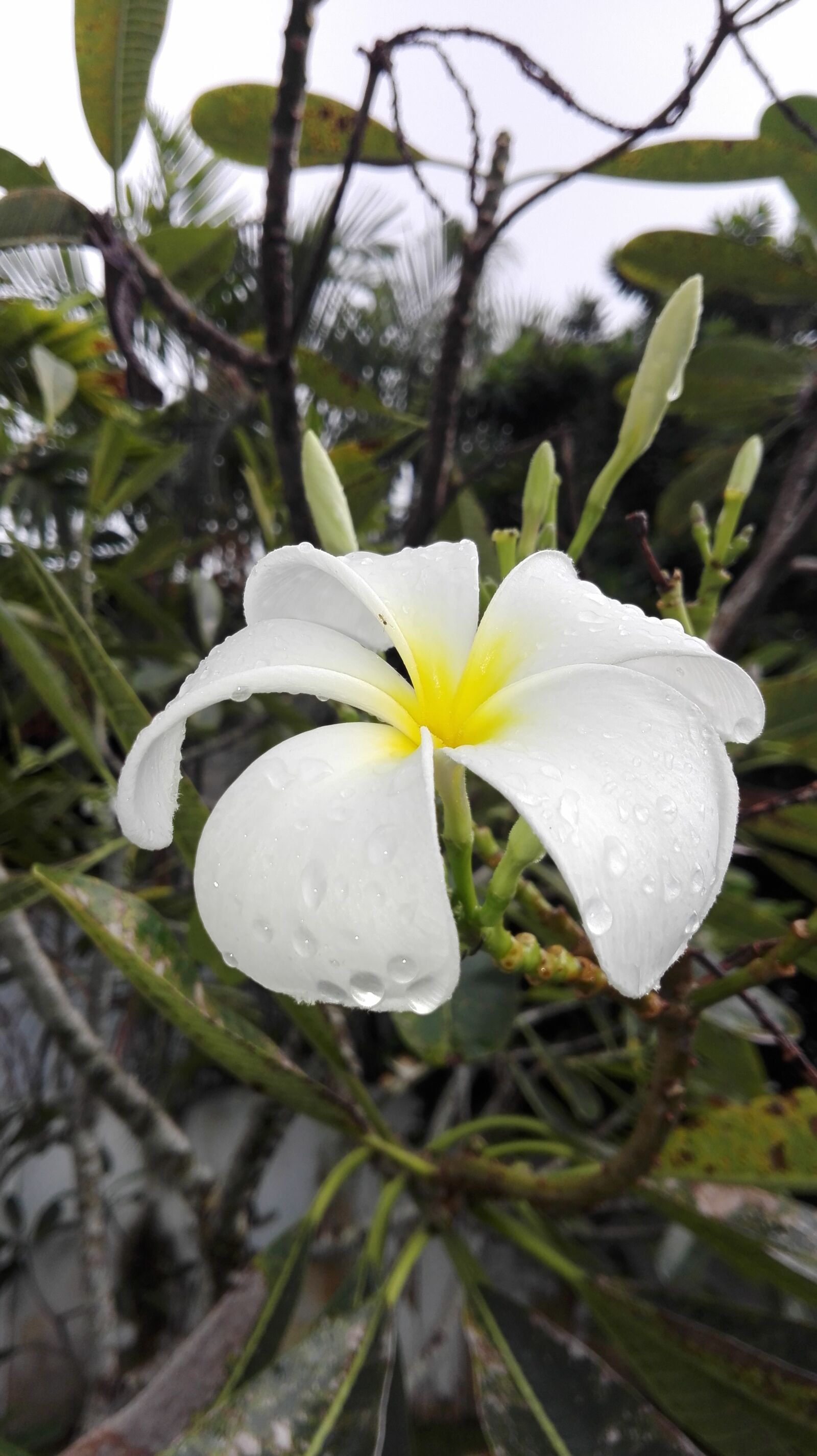 HUAWEI P8 Lite sample photo. Sri, lanka photography