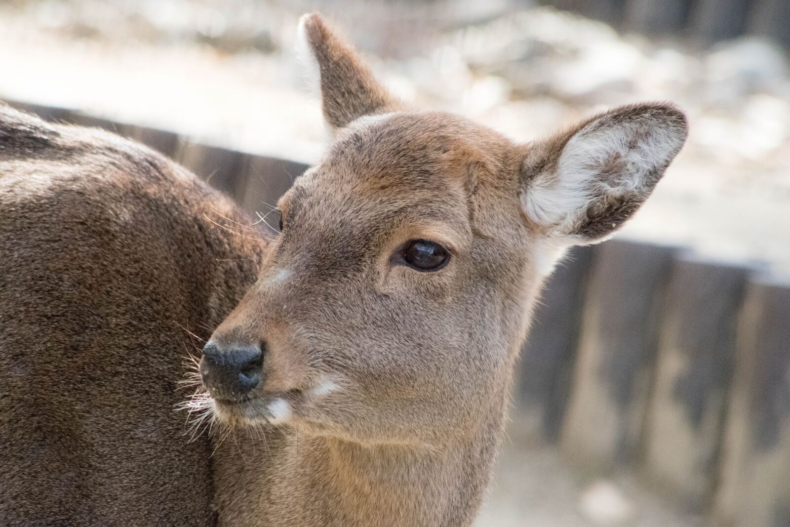 Pentax K-S1 sample photo. Deer, animal, zoo photography