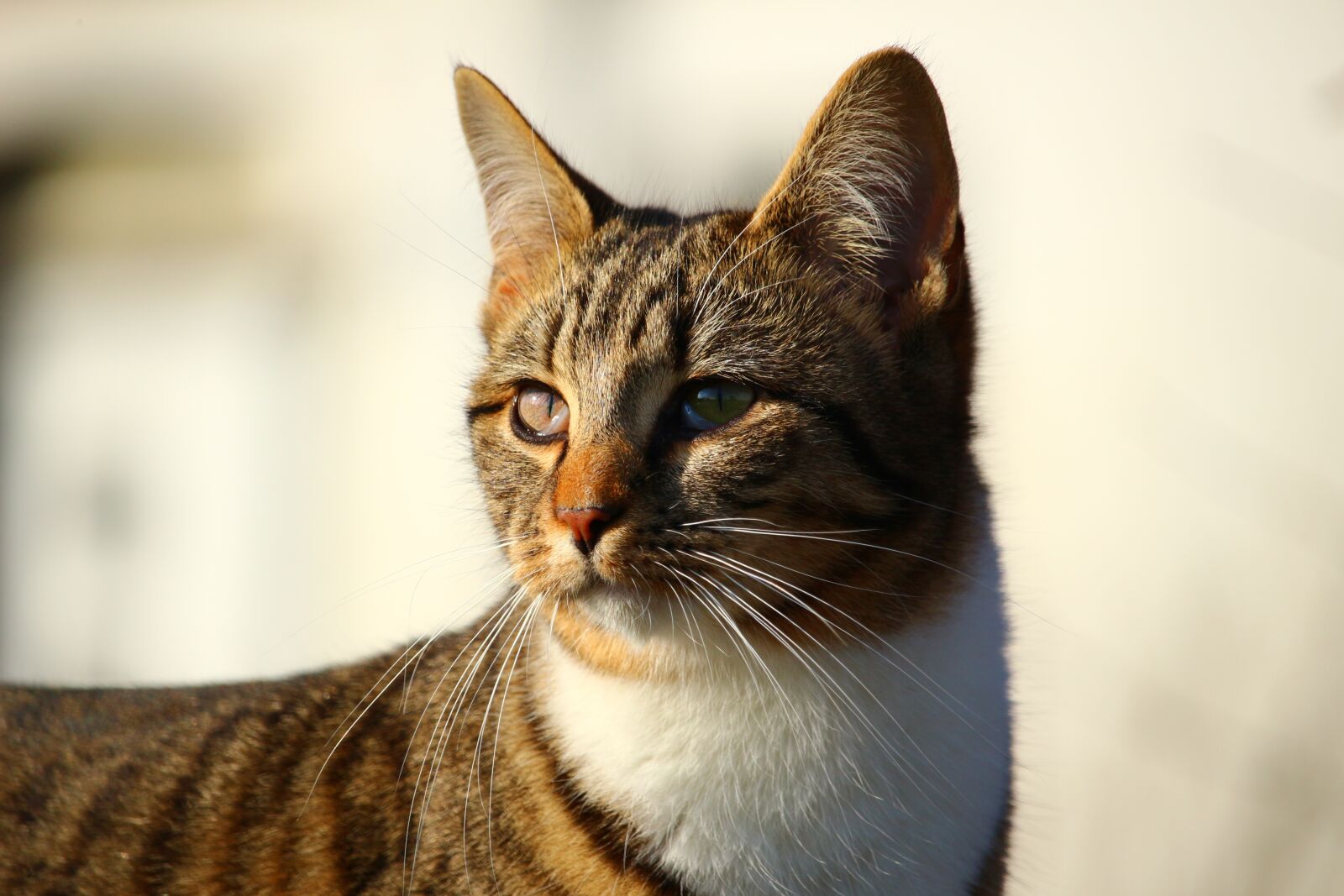 Canon EOS 100D (EOS Rebel SL1 / EOS Kiss X7) sample photo. Cat, kitten, mackerel photography