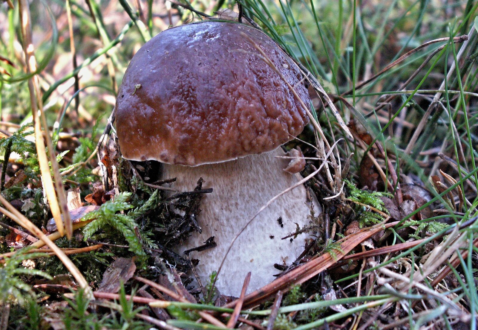KONICA MINOLTA DiMAGE Z5 sample photo. Nature, mushrooms, boletus photography