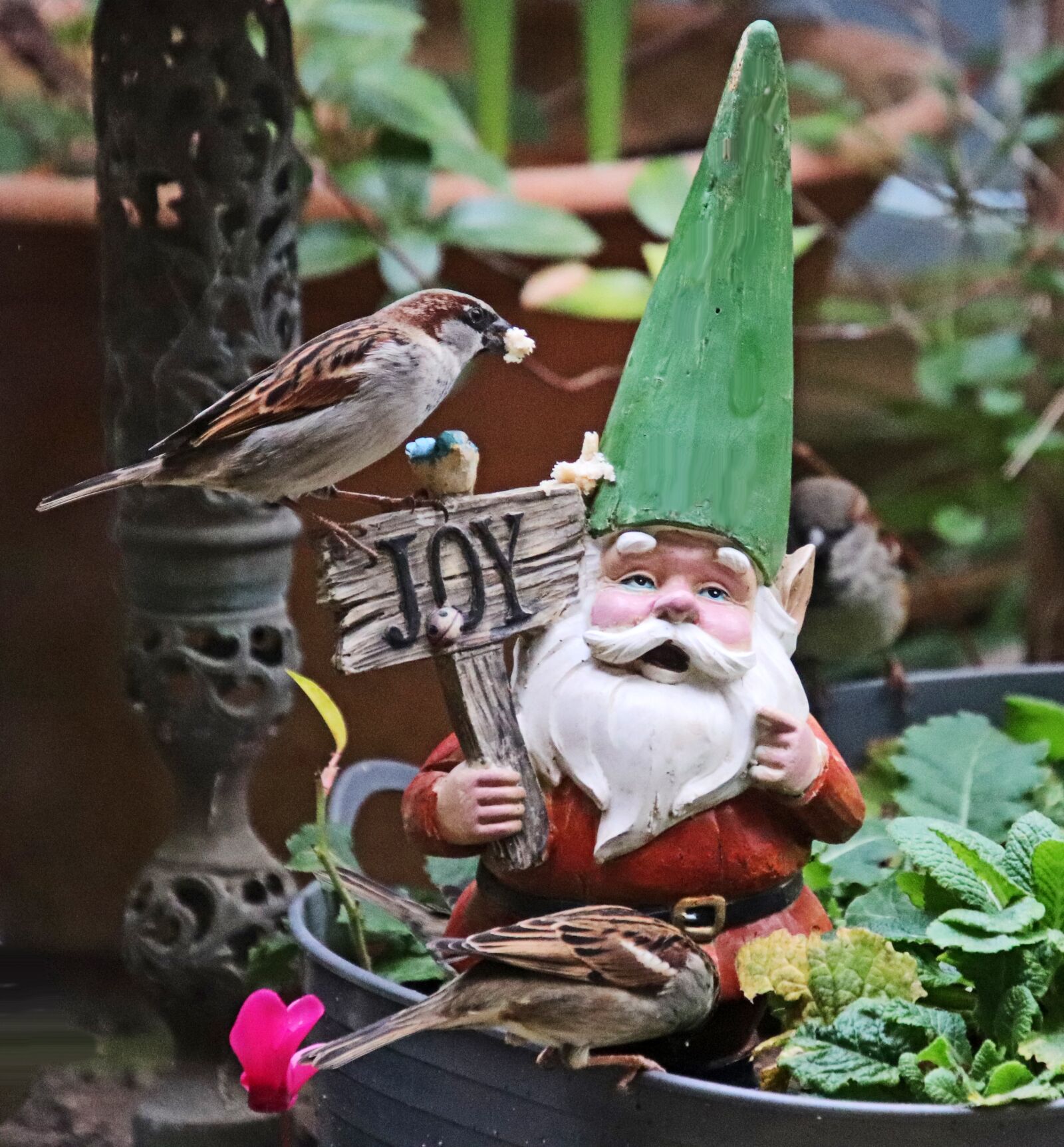 Canon EOS 800D (EOS Rebel T7i / EOS Kiss X9i) sample photo. Sparrow, bird, feeding photography
