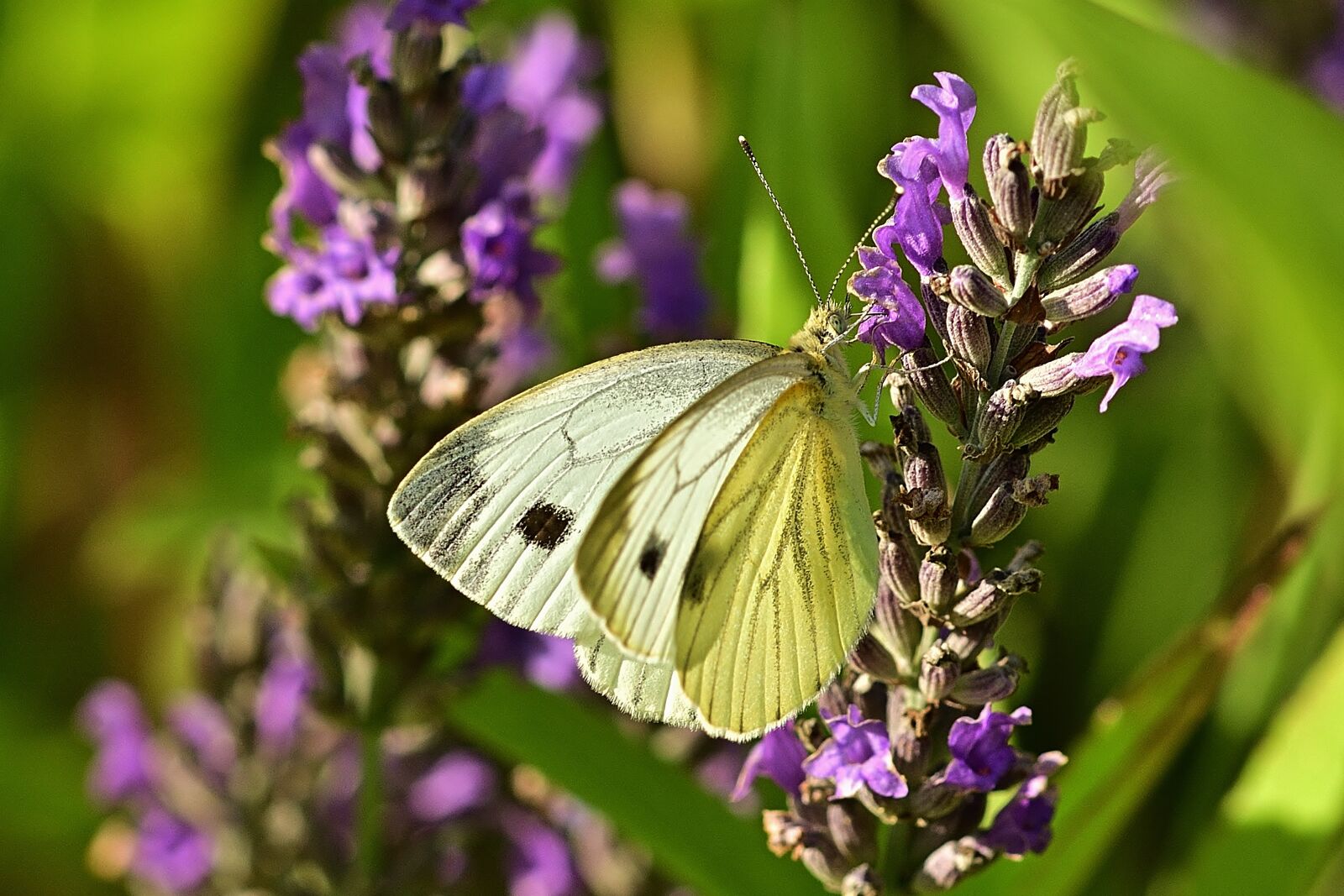 Nikon D5200 sample photo. Butterfly, white, nature photography