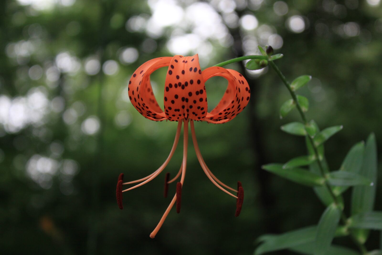 Canon EOS 50D sample photo. Lily, orange lily, lily photography