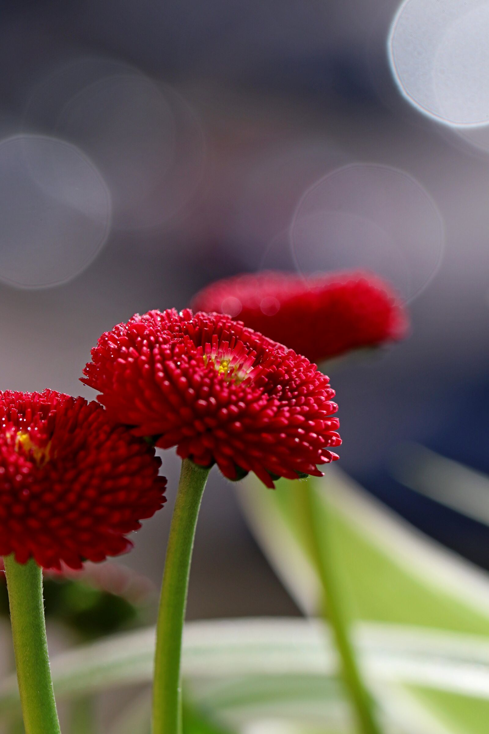 Canon EOS 80D sample photo. Flower, red, garden photography