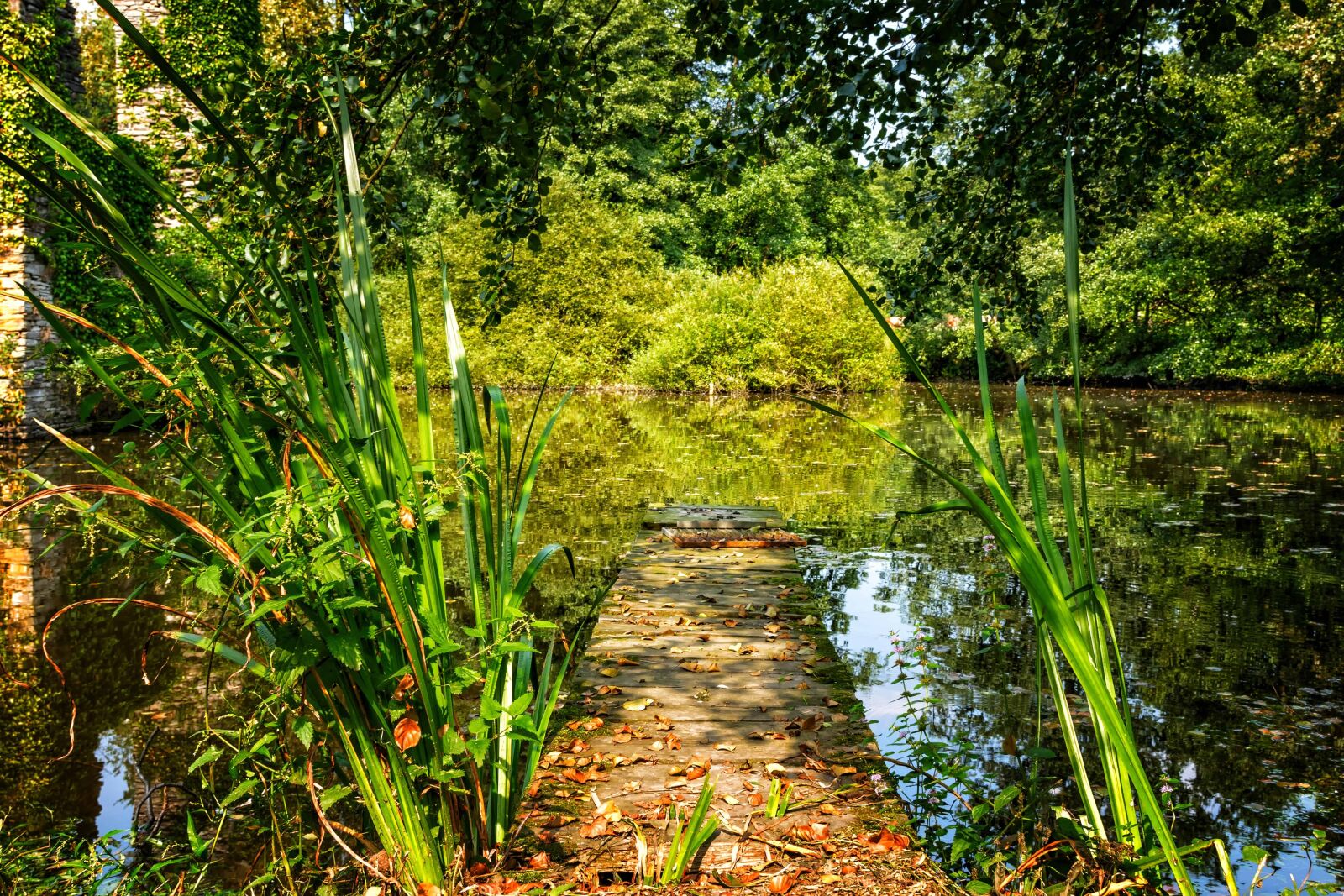 Nikon D3300 sample photo. Swamp, landscape, leaf, flora photography