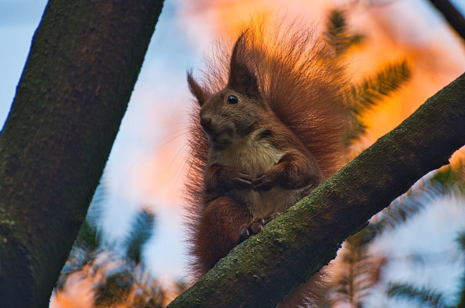 Pentax K-30 sample photo. Squirrel, forest, nager photography