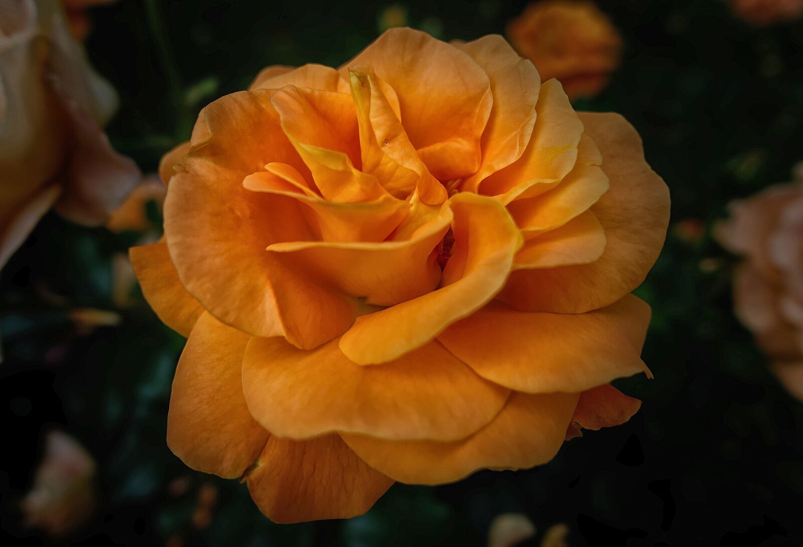 Sony DSC-RX100M5 sample photo. Rose, flower, blossom photography