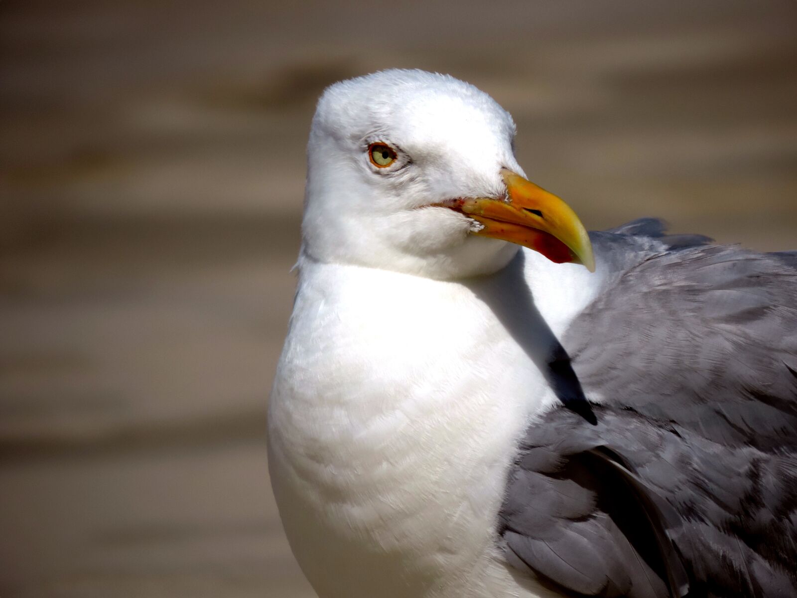 Nikon Coolpix P520 sample photo. Seagull, water bird, bird photography