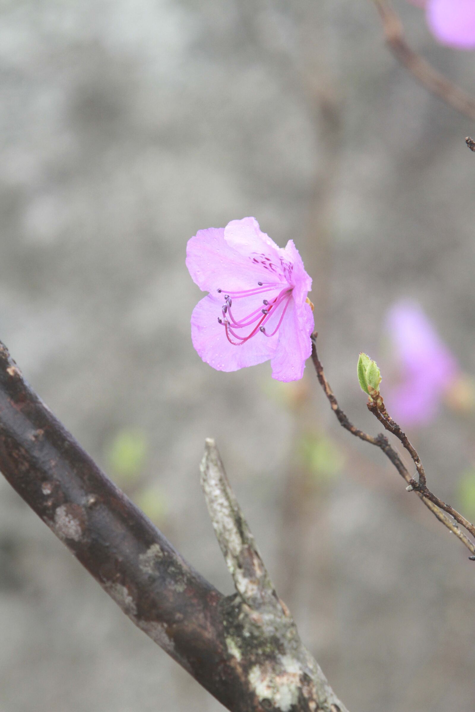 Canon EOS 7D sample photo. Nature, outdoors, flowers photography