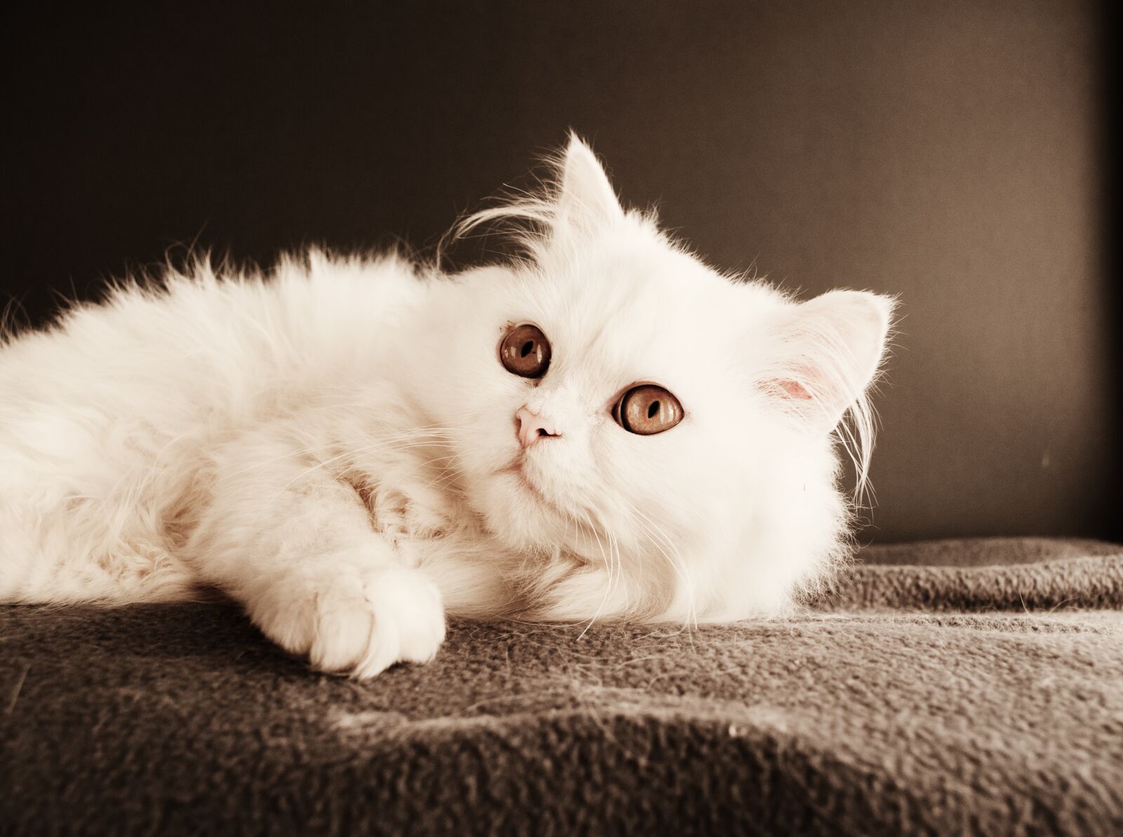 Nikon D5000 sample photo. Cat, cute, kitten photography