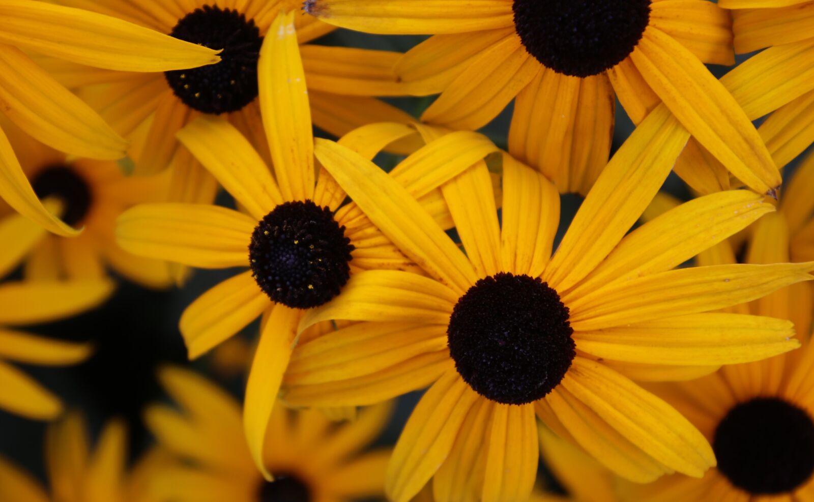 Canon EOS 80D sample photo. Yellow flower, rudbekia, sun photography